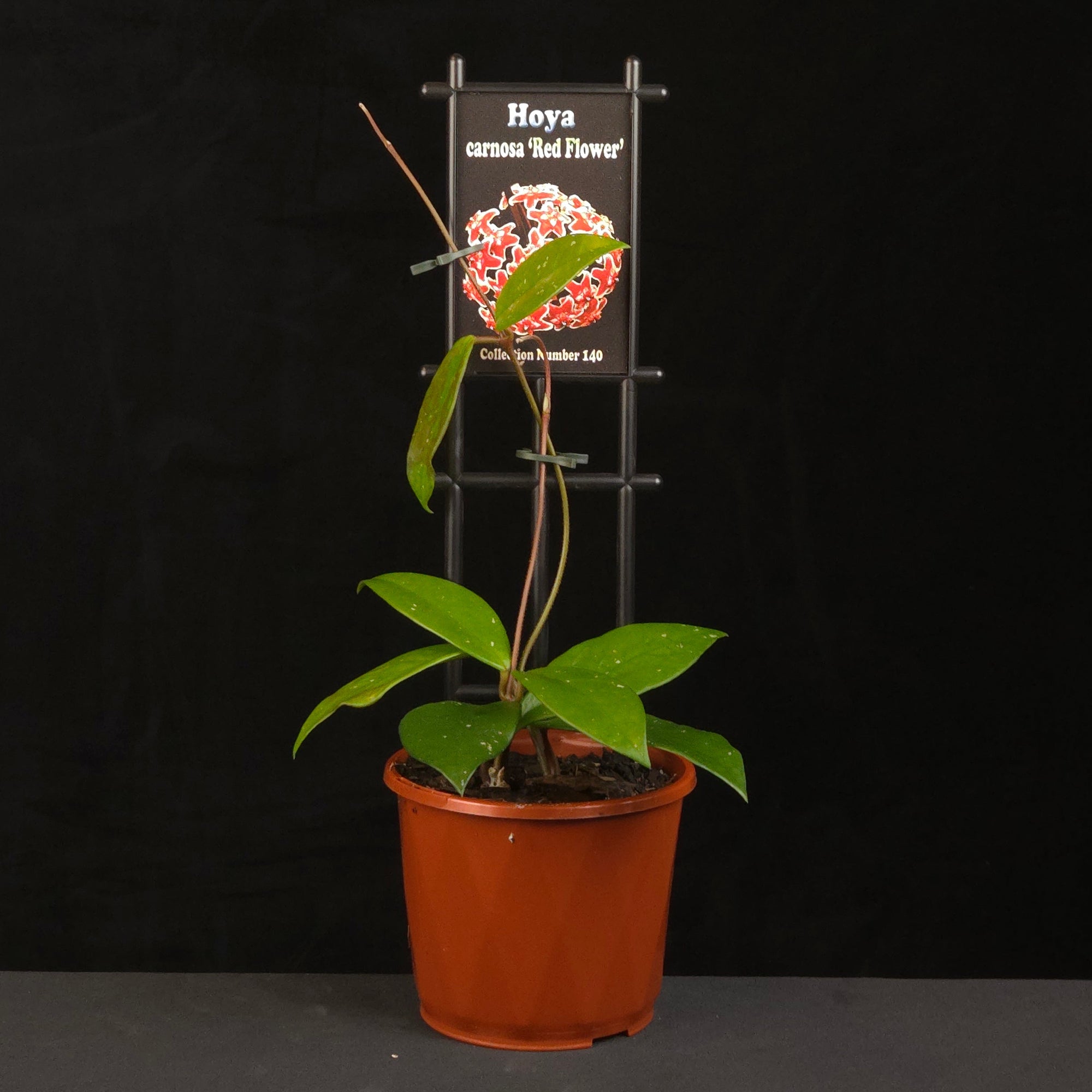 Hoya carnosa Red Flower H140 growing on support in nursery pot