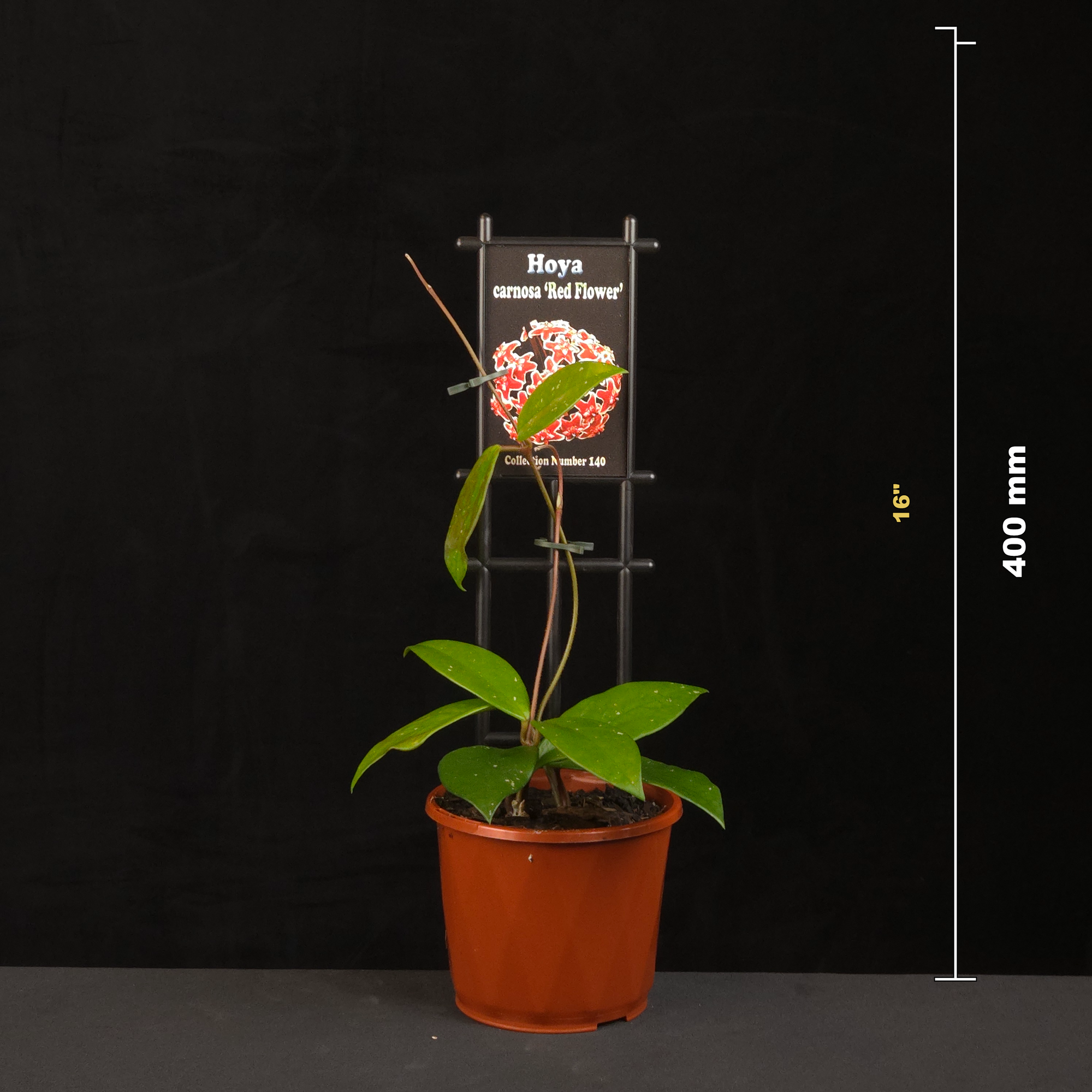 Hoya carnosa Red Flower H140 potted plant shown with size reference