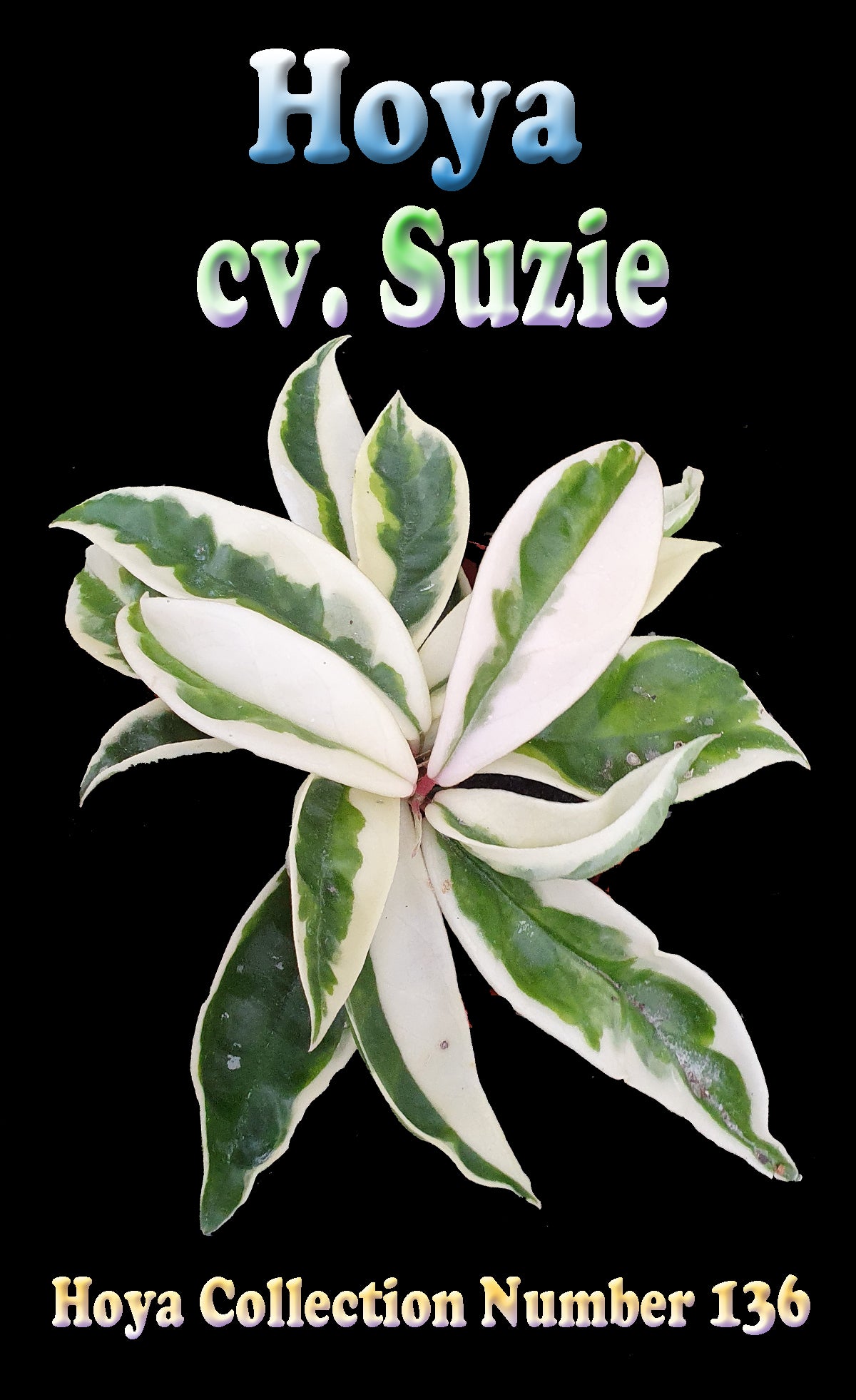 Hoya carnosa Suzie Variegated H136 showing cream edged foliage