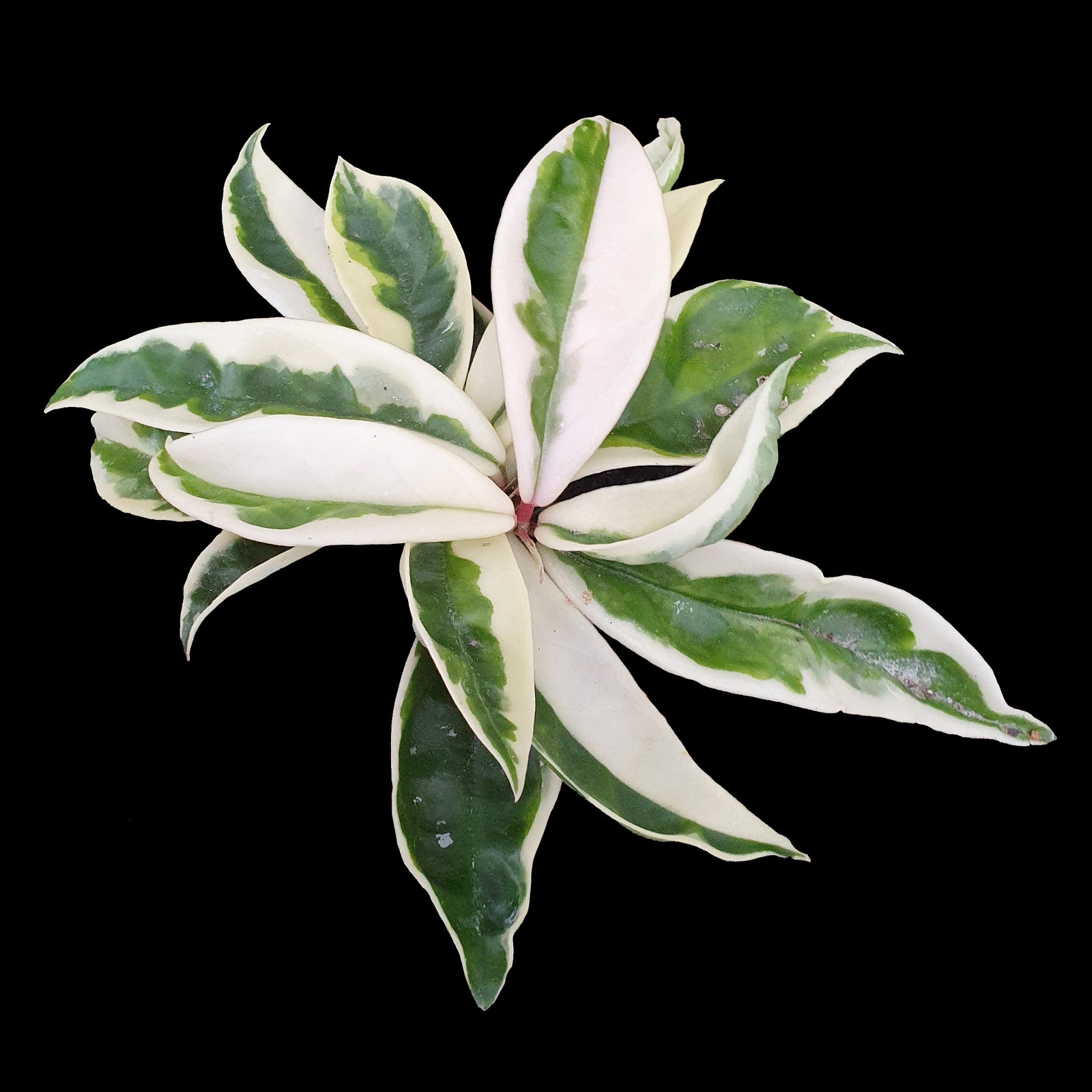 Hoya carnosa Suzie Variegated H136 with cream green variegated leaves