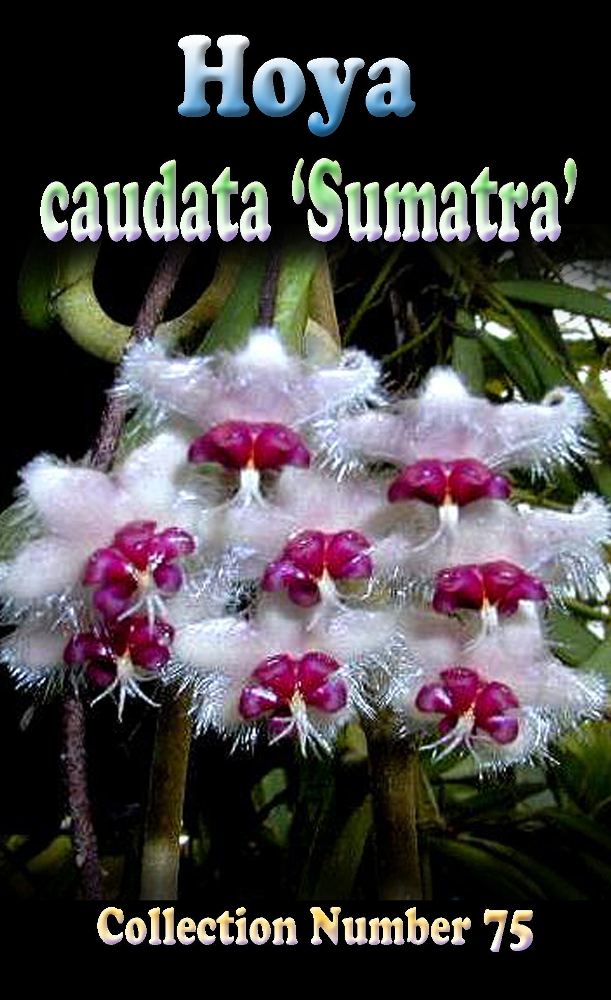 Hoya caudata Sumatra H075 showing distinctive fuzzy flower cluster