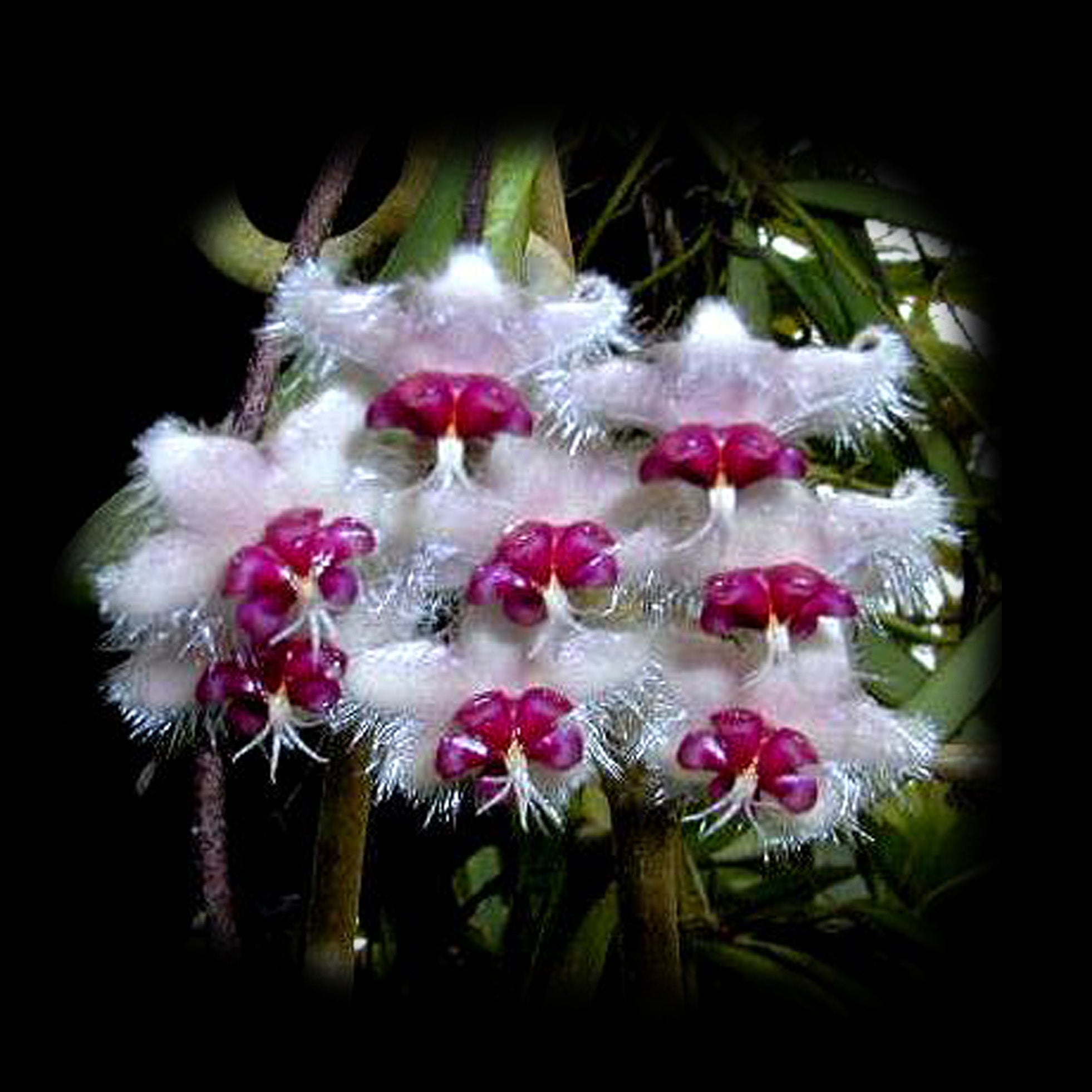 Hoya caudata Sumatra H075 with fuzzy white and magenta flowers