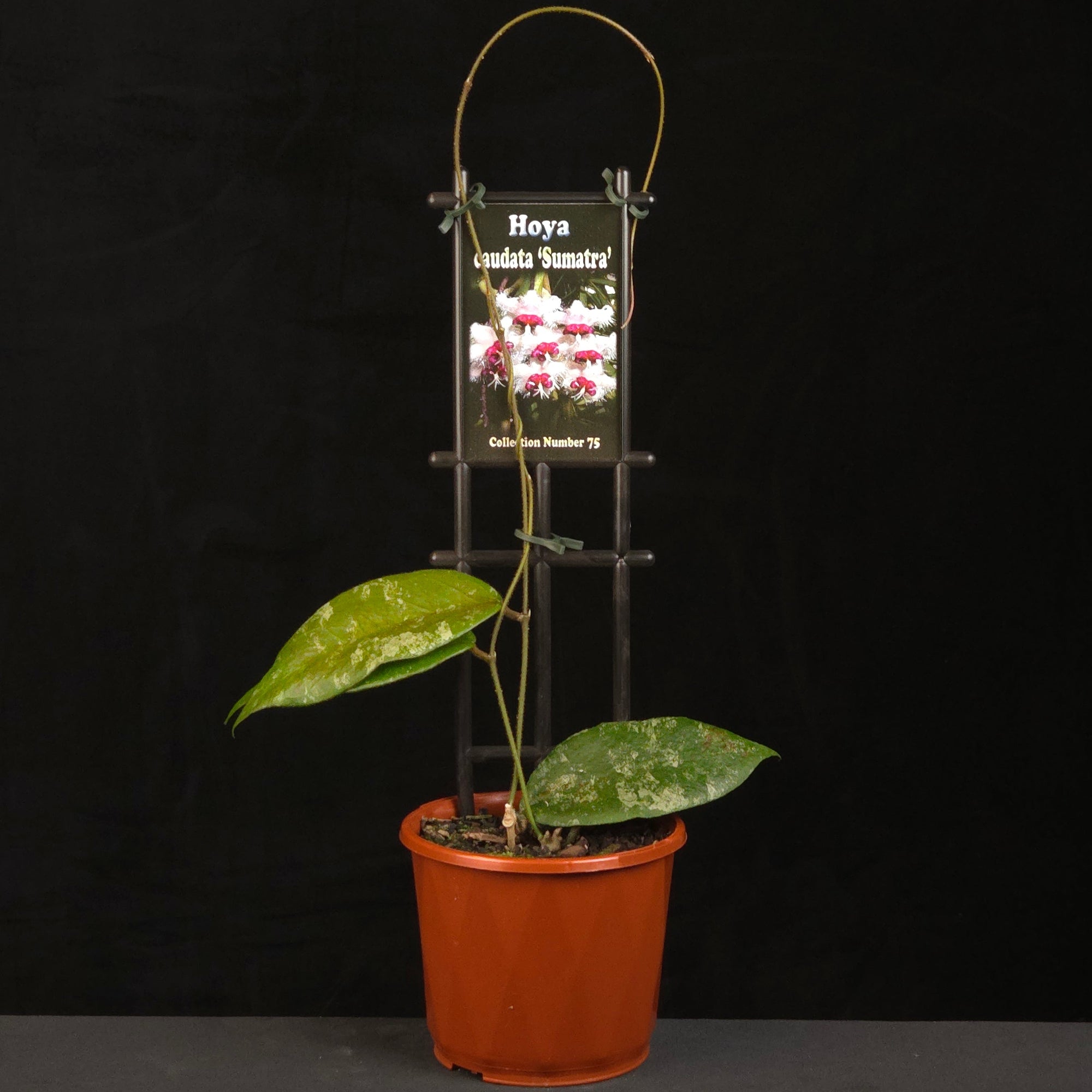Hoya caudata Sumatra H075 growing on support in nursery pot