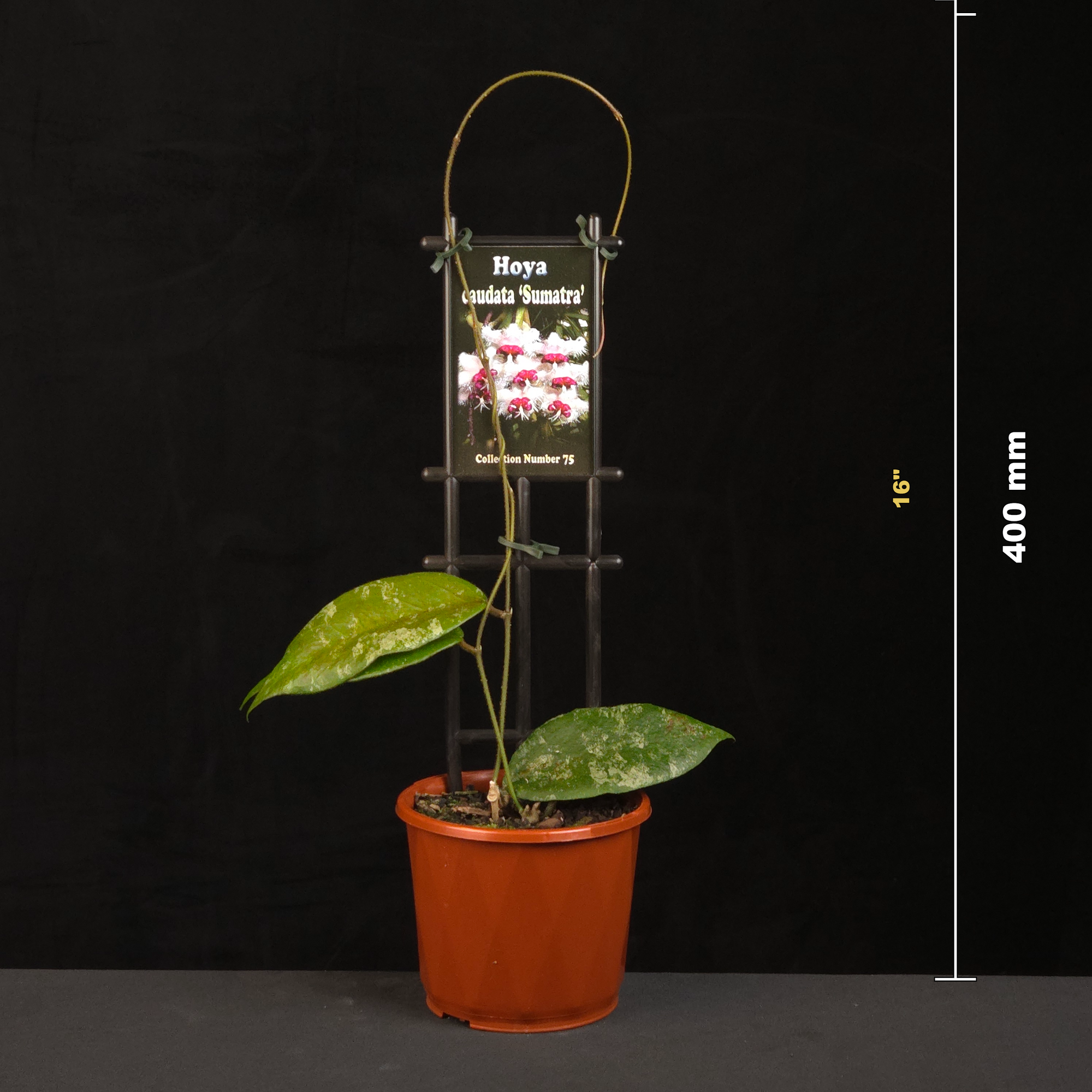 hoya-caudata-sumatra-h075-size-guide