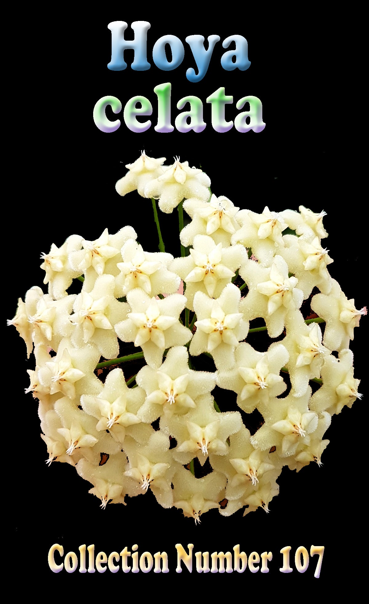 Hoya celata H107 flower cluster feature image