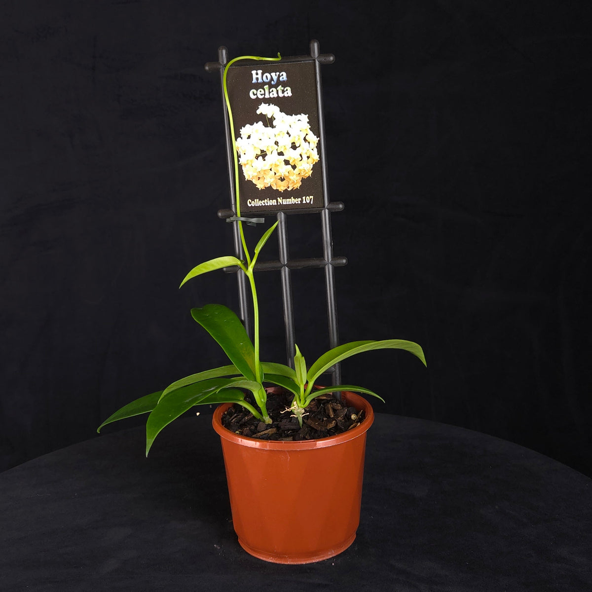 Hoya celata H107 potted plant with climbing foliage