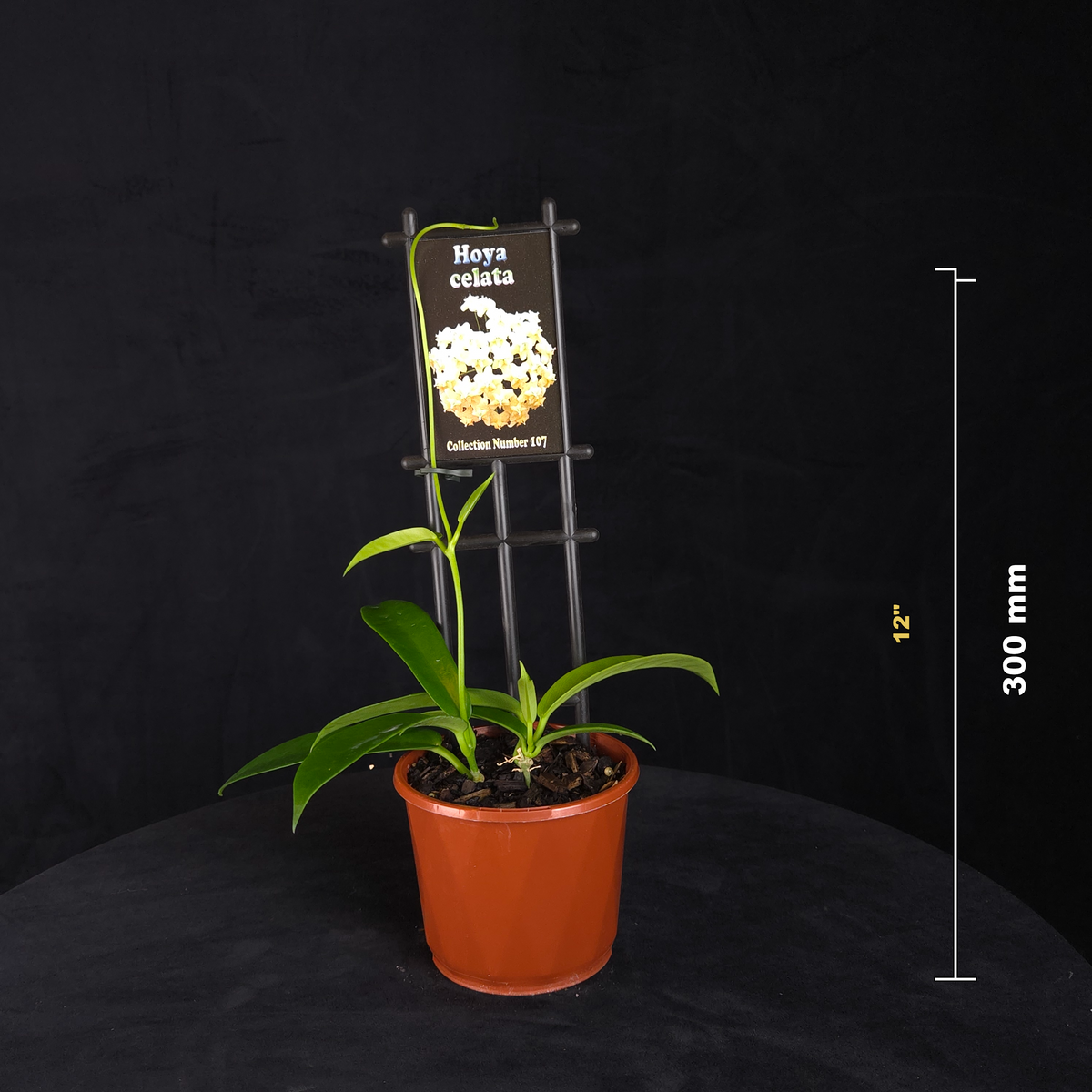 Hoya celata H107 potted plant shown with size reference
