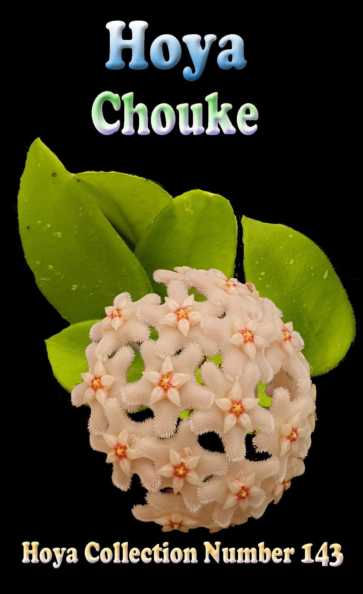 Hoya 'Chouke' H143 feature image showing pale pink flowers and green foliage