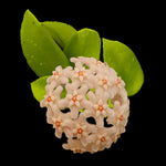 Hoya 'Chouke' H143 rounded cluster of pale pink flowers with green leaves behind