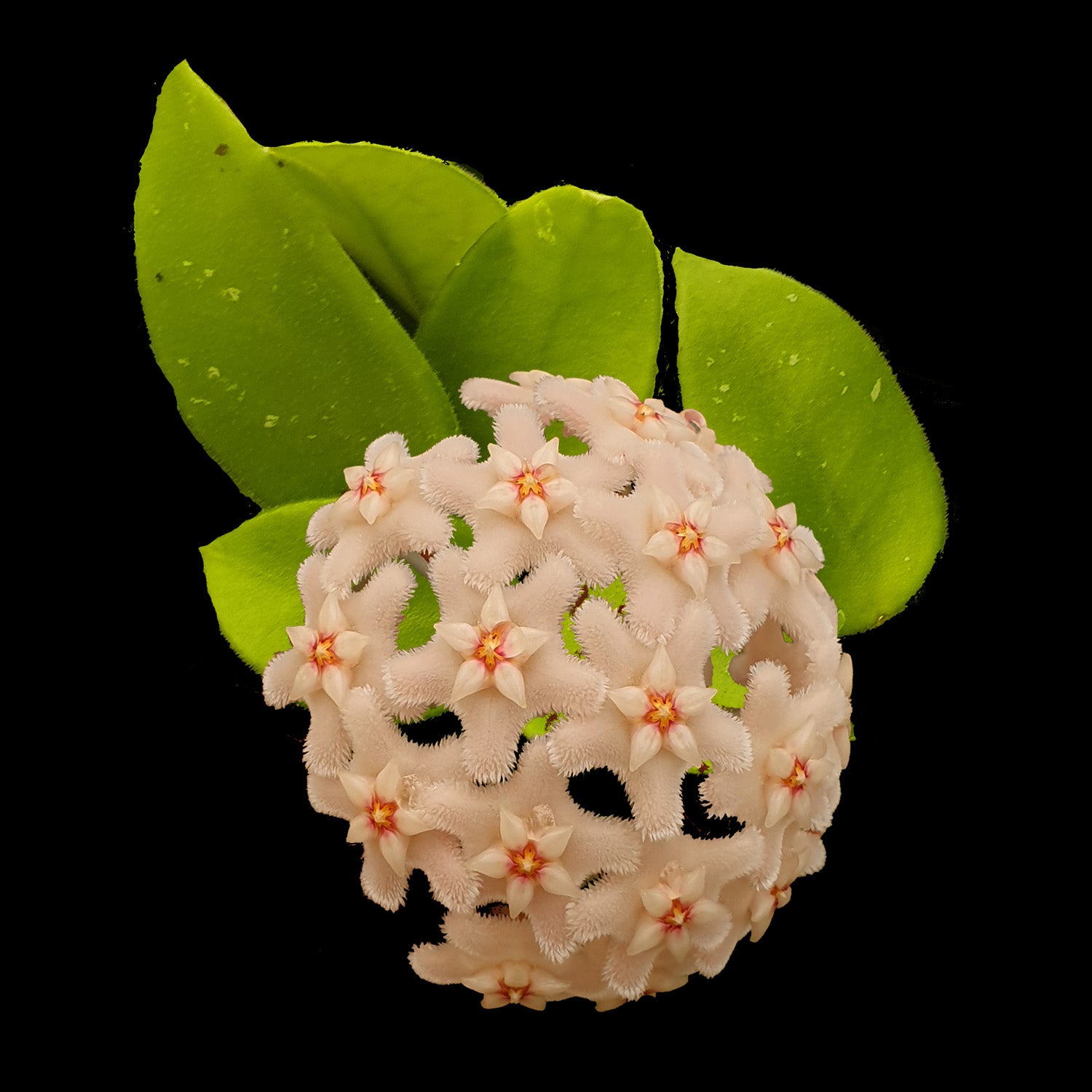 Hoya 'Chouke' H143 rounded cluster of pale pink flowers with green leaves behind