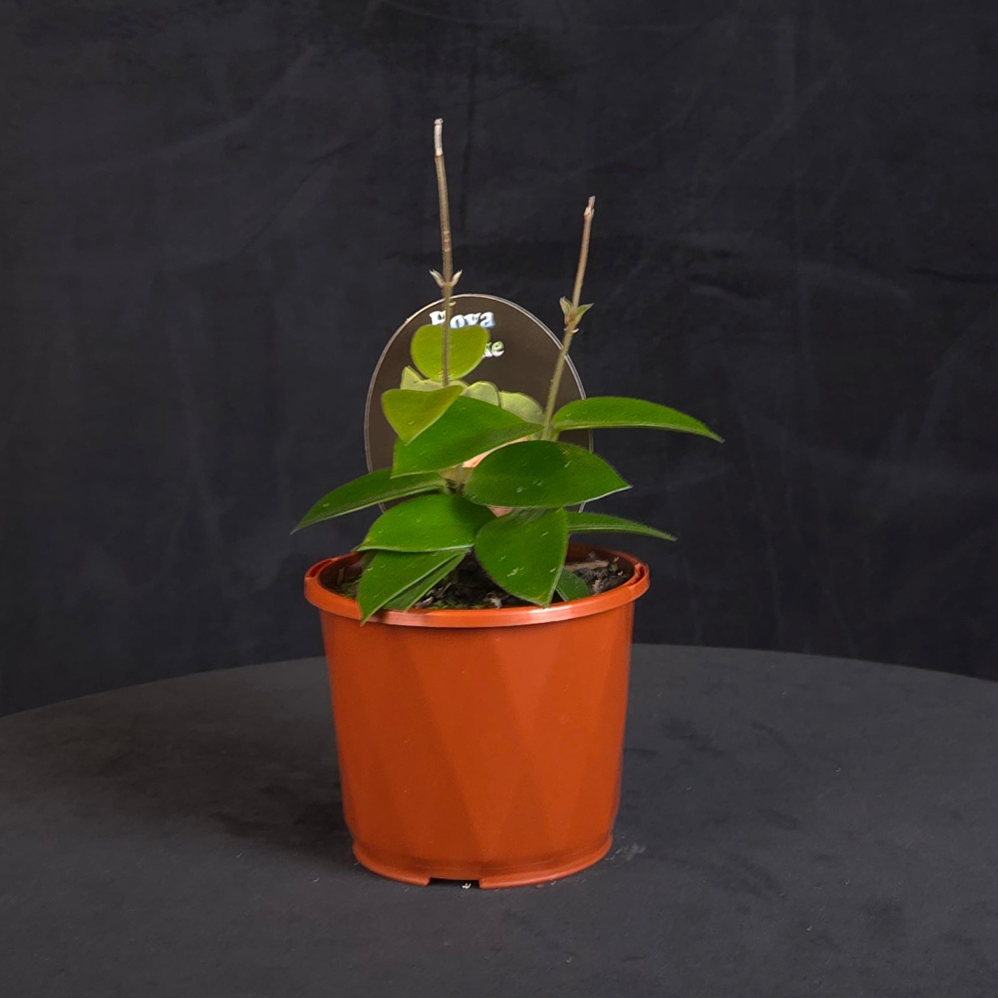 Hoya 'Chouke' H143 with green foliage in an orange pot