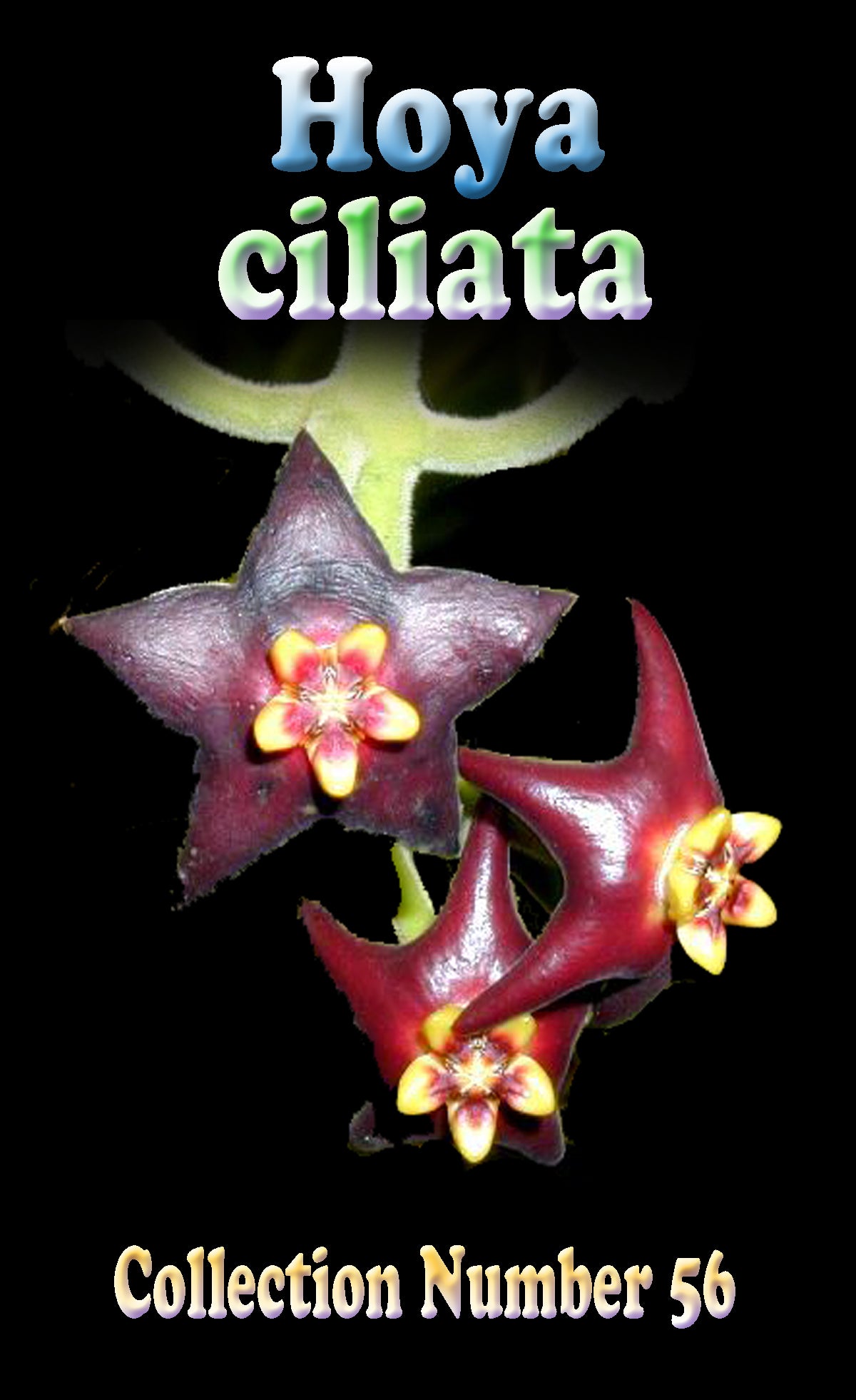 Hoya ciliata H056 flower feature image