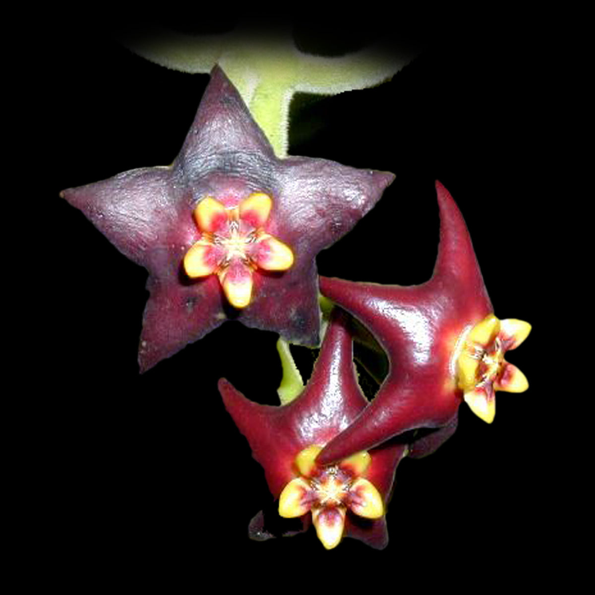 Hoya ciliata H056 dark star-shaped flowers with contrasting centres