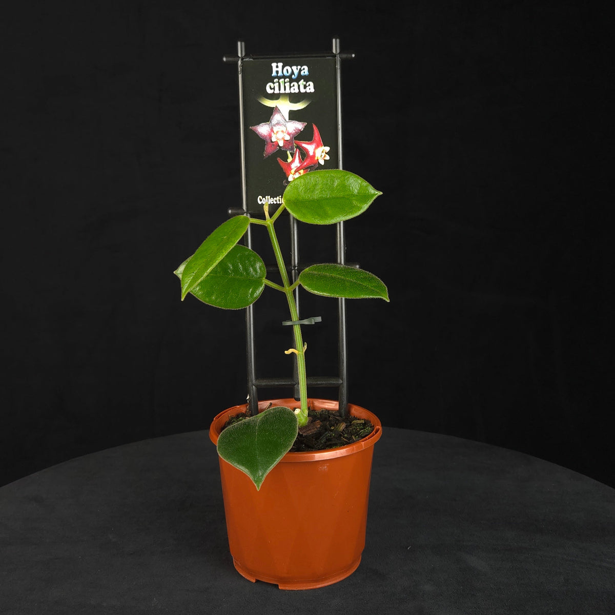 Hoya ciliata H056 potted plant with climbing foliage