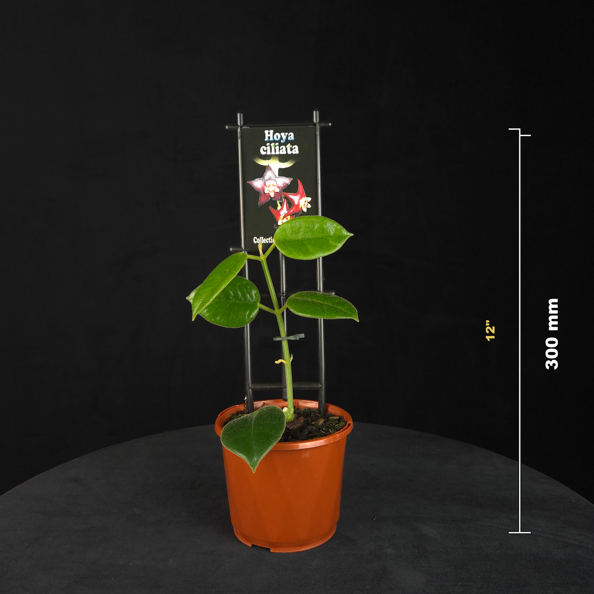 Hoya ciliata H056 potted plant shown with size reference