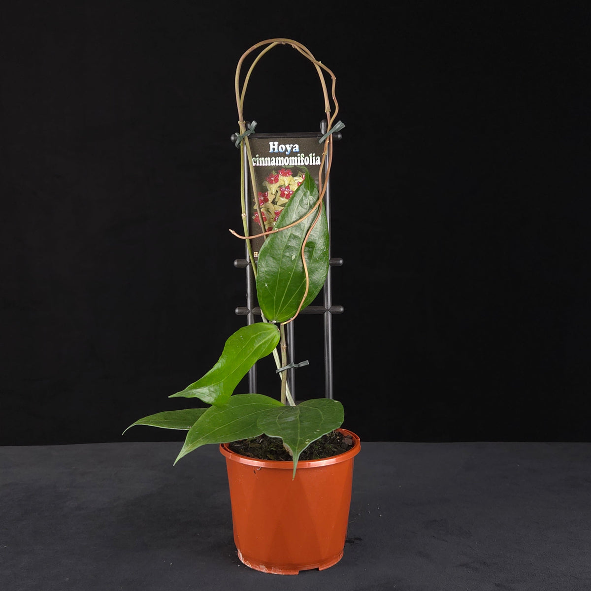 Hoya cinnamomifolia H036 potted plant with climbing green foliage