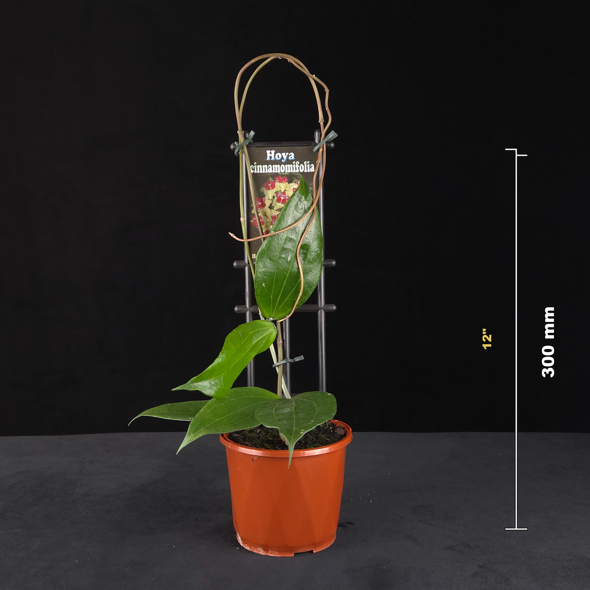 Hoya cinnamomifolia H036 potted plant shown with size reference