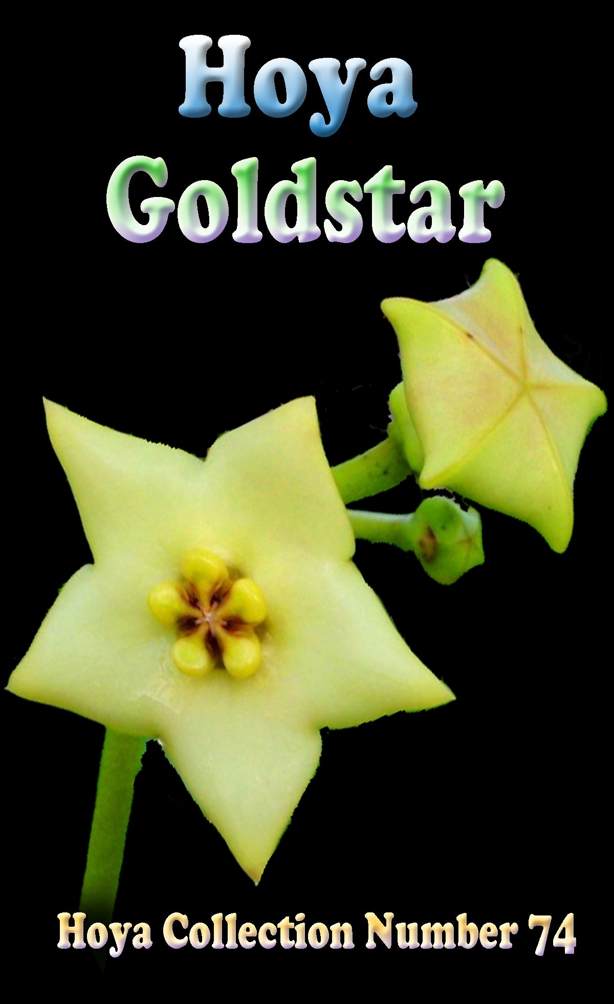 Hoya coronaria Gold Star H074 showing foliage and yellow flowers