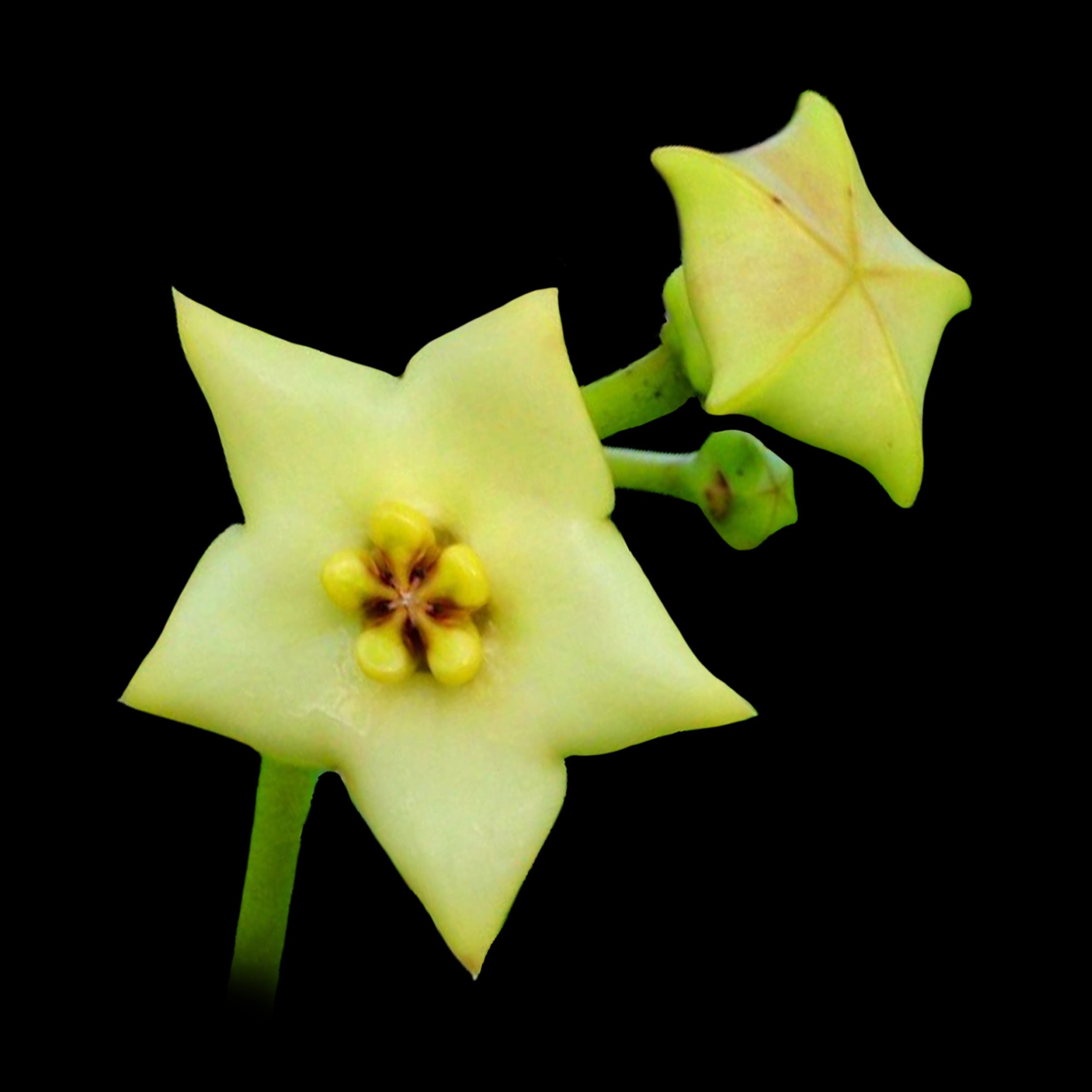Hoya coronaria Gold Star H074 with pale yellow star-shaped flowers