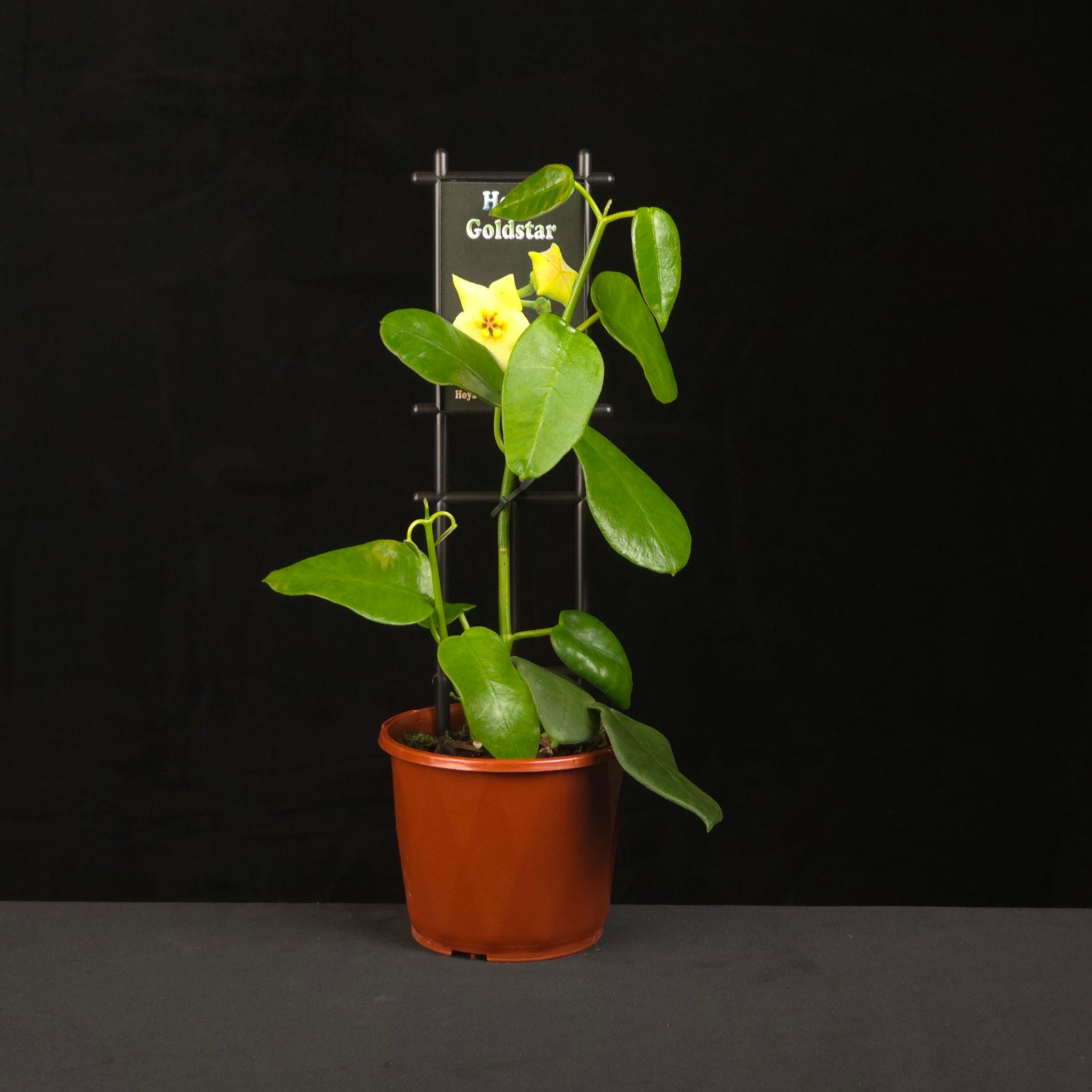 Hoya coronaria Gold Star H074 growing on support in nursery pot