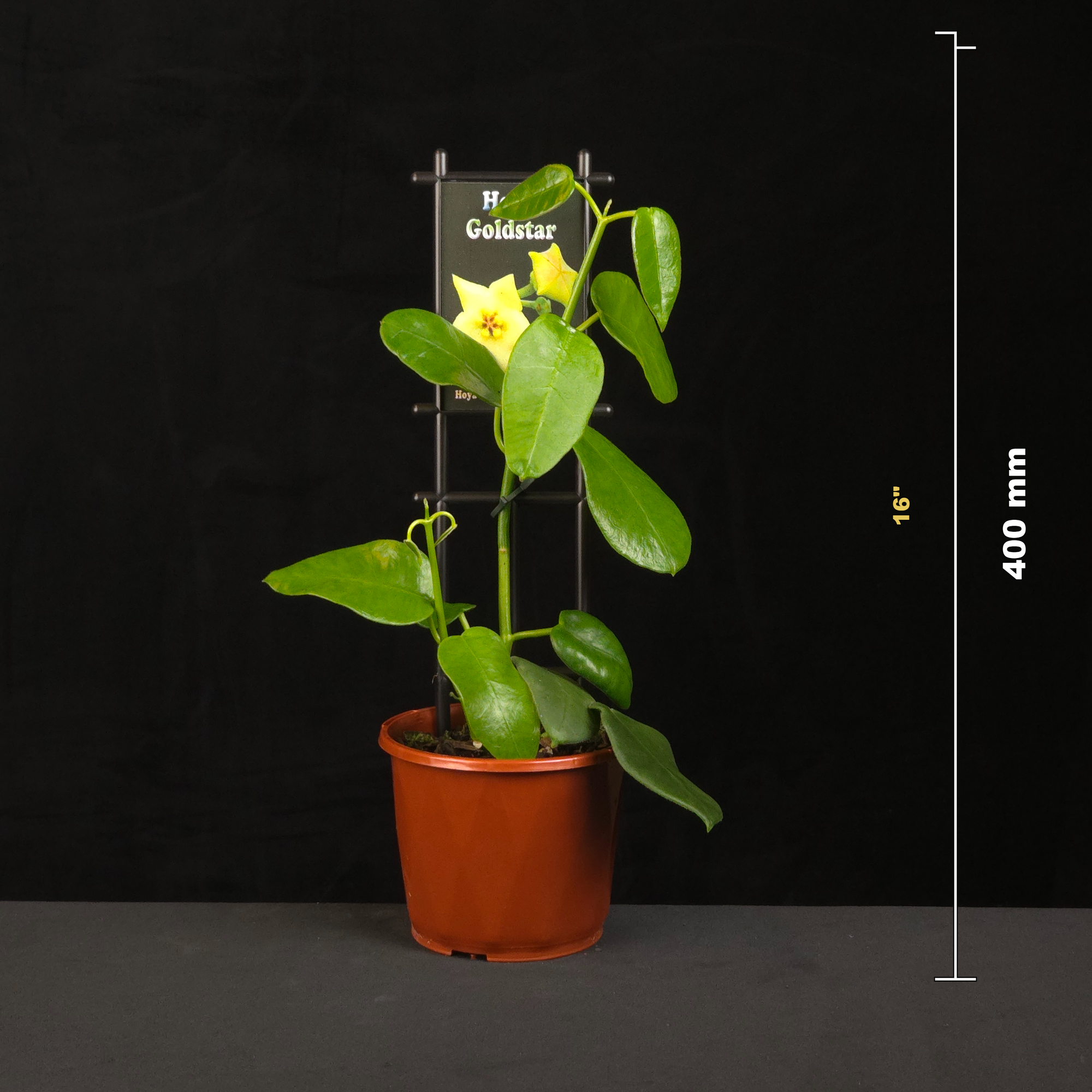 Hoya coronaria Gold Star H074 potted plant shown with size reference