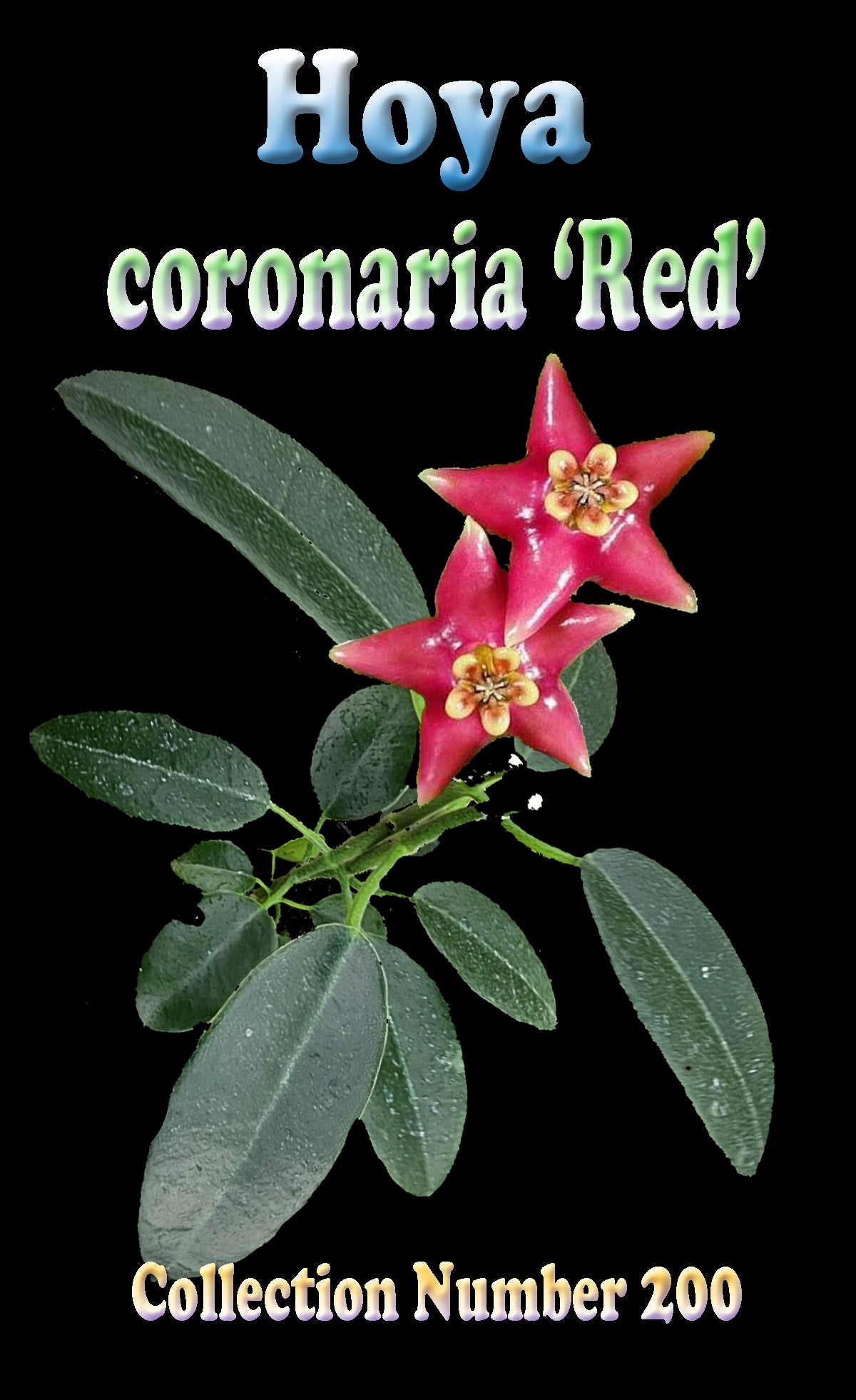Hoya coronaria 'Red' H200 feature image with red flowers