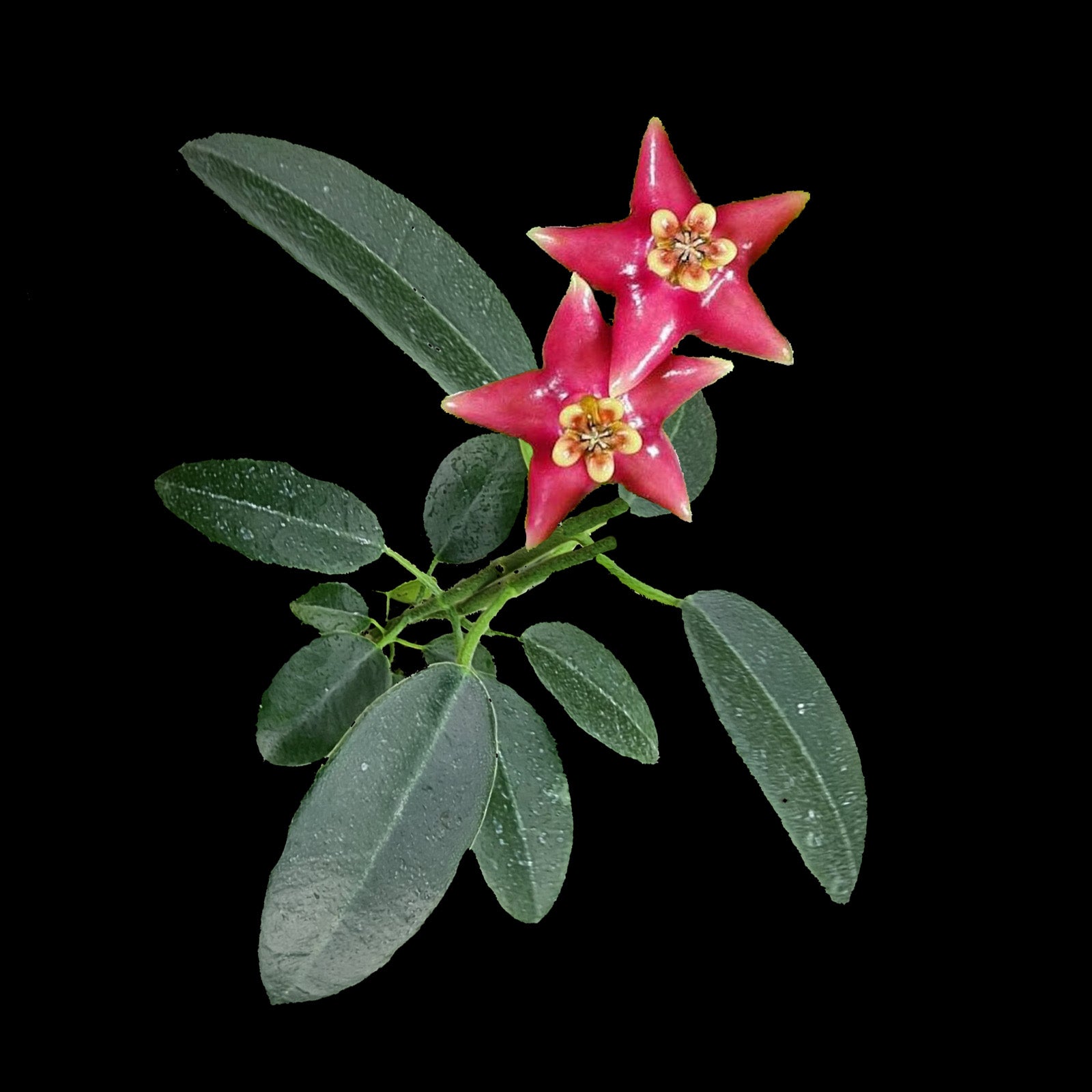 Hoya coronaria 'Red' H200 with red flowers and green foliage