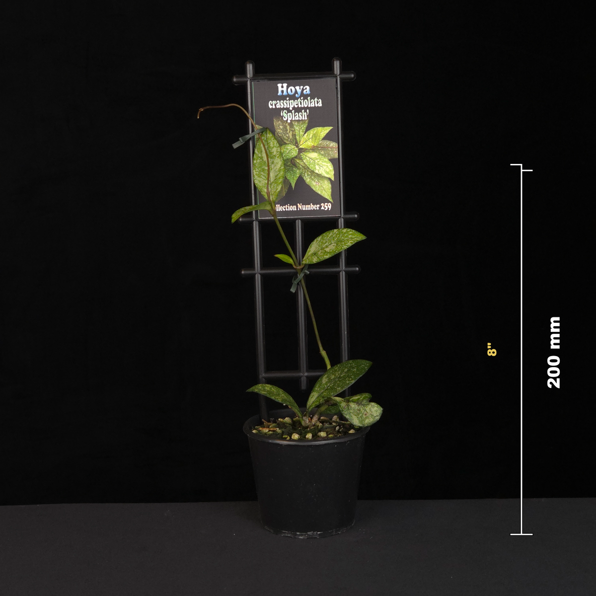 Hoya crassipetiolata Splash H259 potted plant shown with size reference
