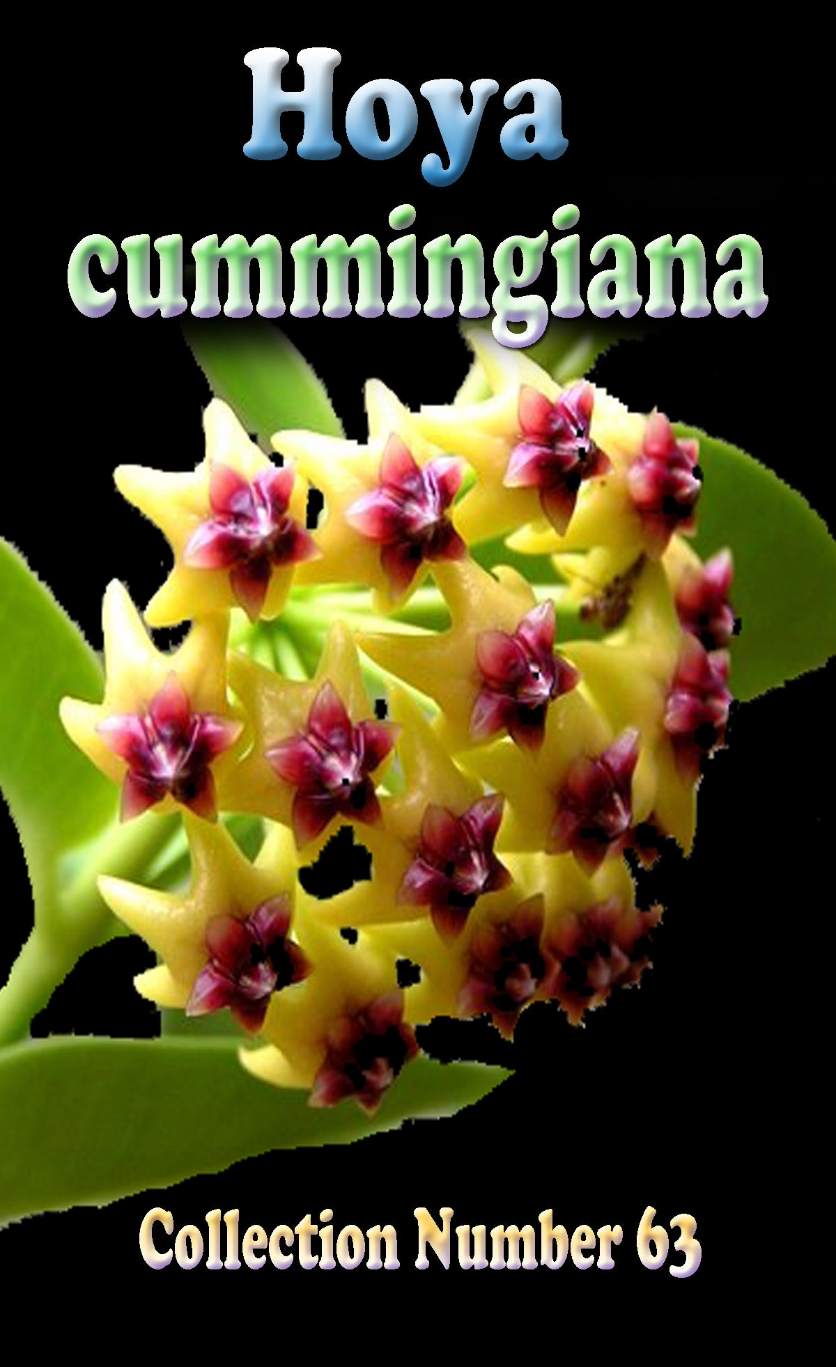 Hoya cumingiana H063 feature image showing yellow-green flowers with dark red centres
