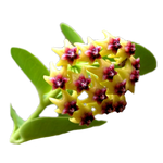 Hoya cumingiana H063 cluster of yellow-green star-shaped flowers with dark red centres