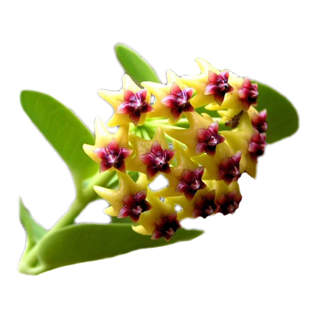 Hoya cumingiana H063 cluster of yellow-green star-shaped flowers with dark red centres
