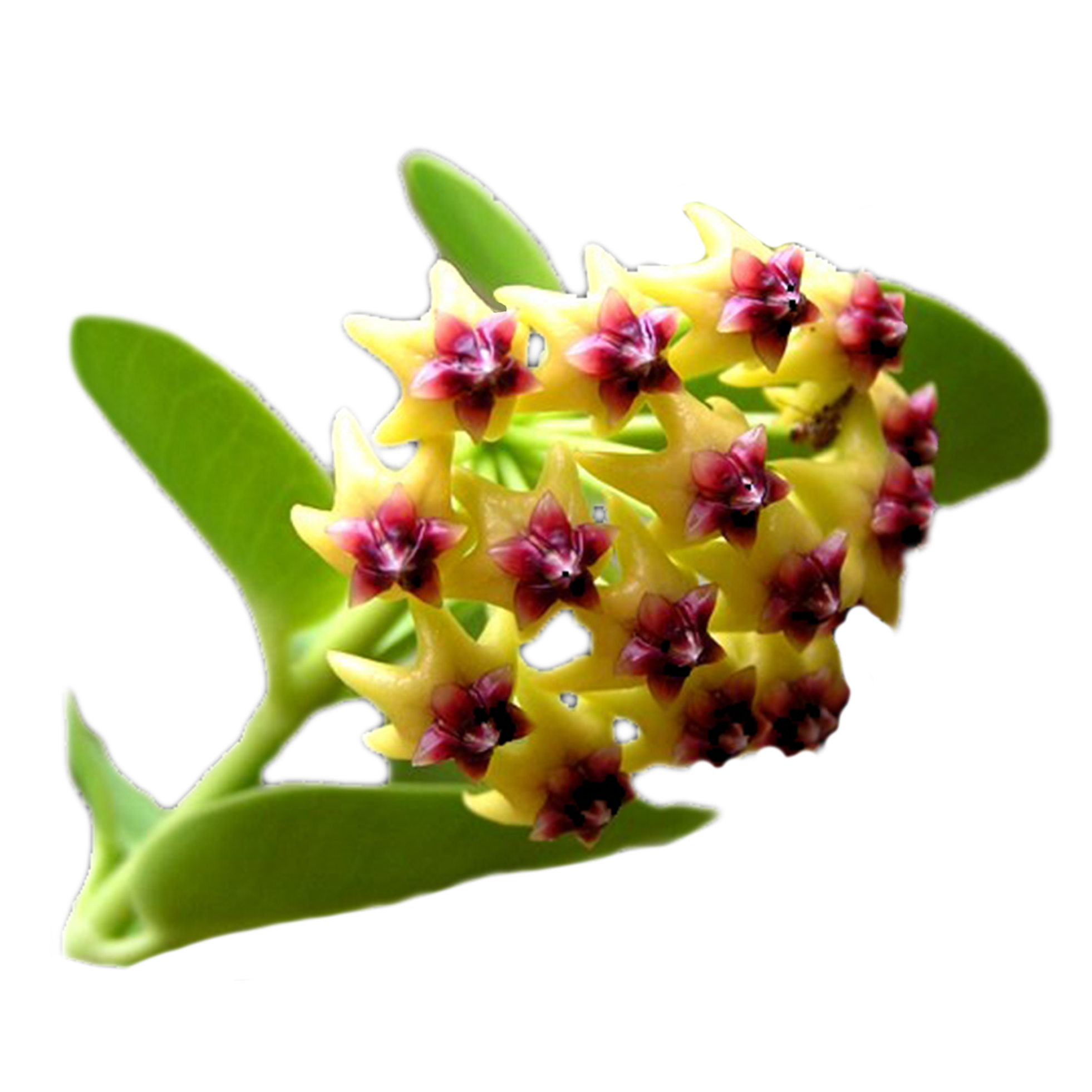 Hoya cumingiana H063 cluster of yellow-green star-shaped flowers with dark red centres
