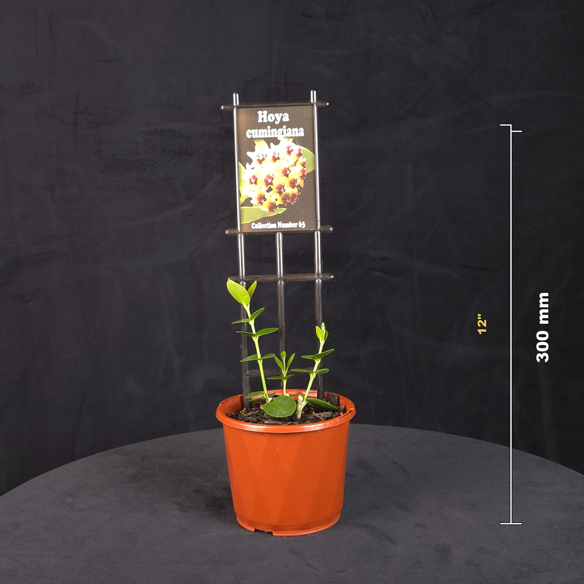 Hoya cumingiana H063 potted plant shown with size reference