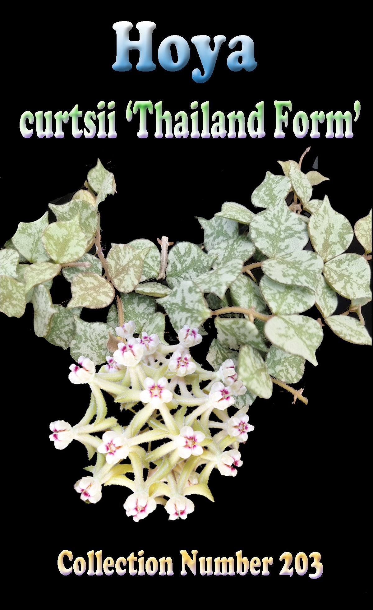 Hoya curtisii Thailand Form H203 showing patterned foliage and flowers