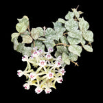 Alt text
Hoya curtisii Thailand Form H203 with silver-speckled leaves and flowers