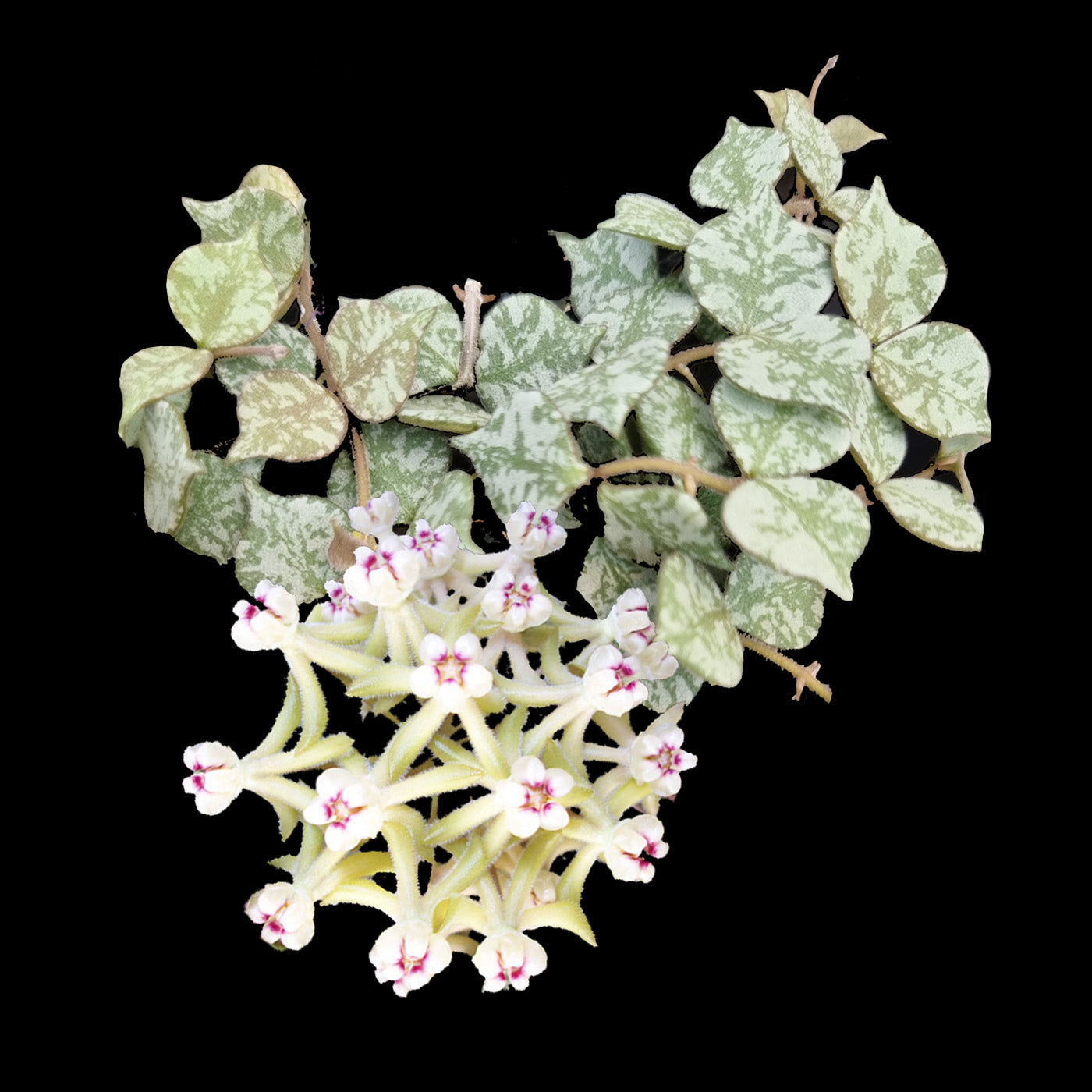 Alt text
Hoya curtisii Thailand Form H203 with silver-speckled leaves and flowers