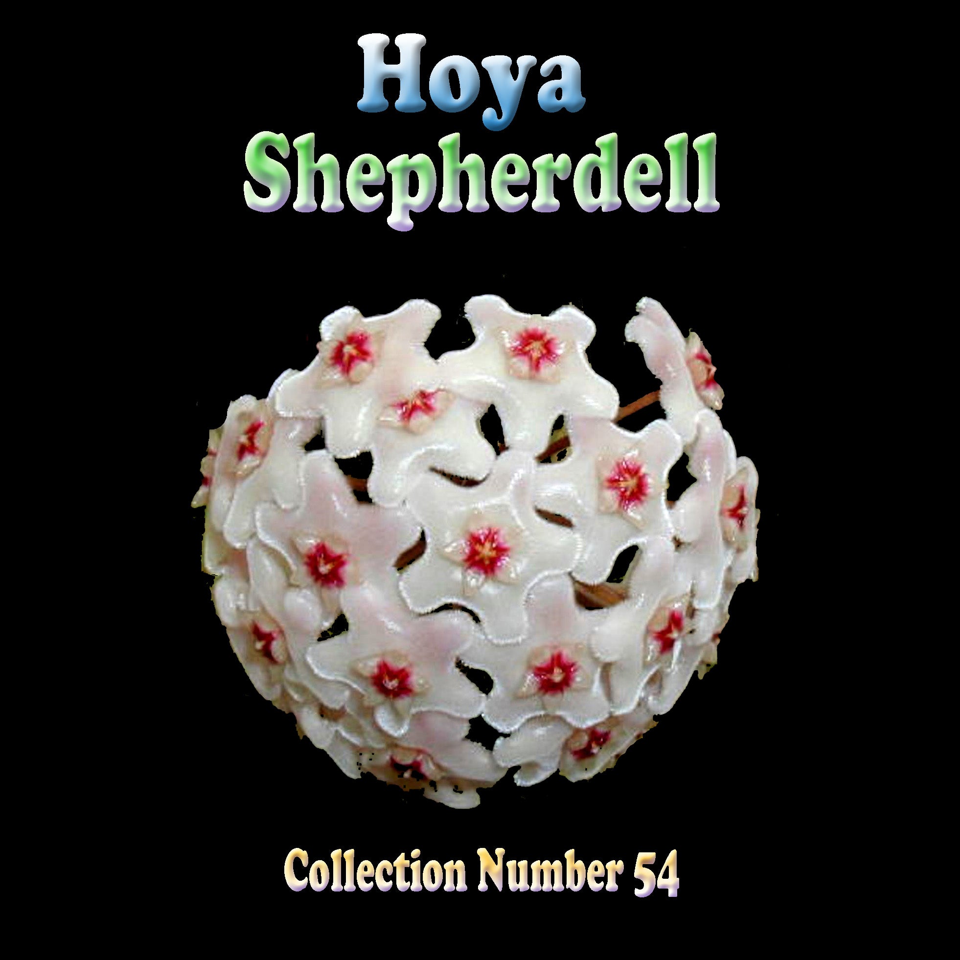 Hoya cv. Shepherdell H054 feature image showing flower cluster