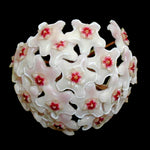 Hoya cv. Shepherdell H054 with white flowers and red centres