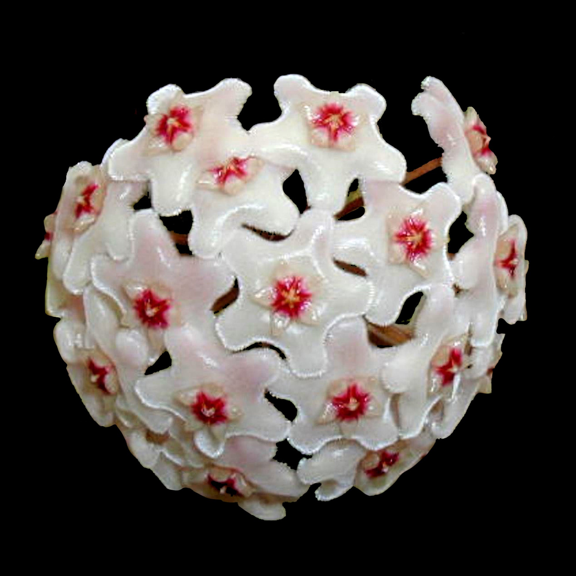 Hoya cv. Shepherdell H054 with white flowers and red centres