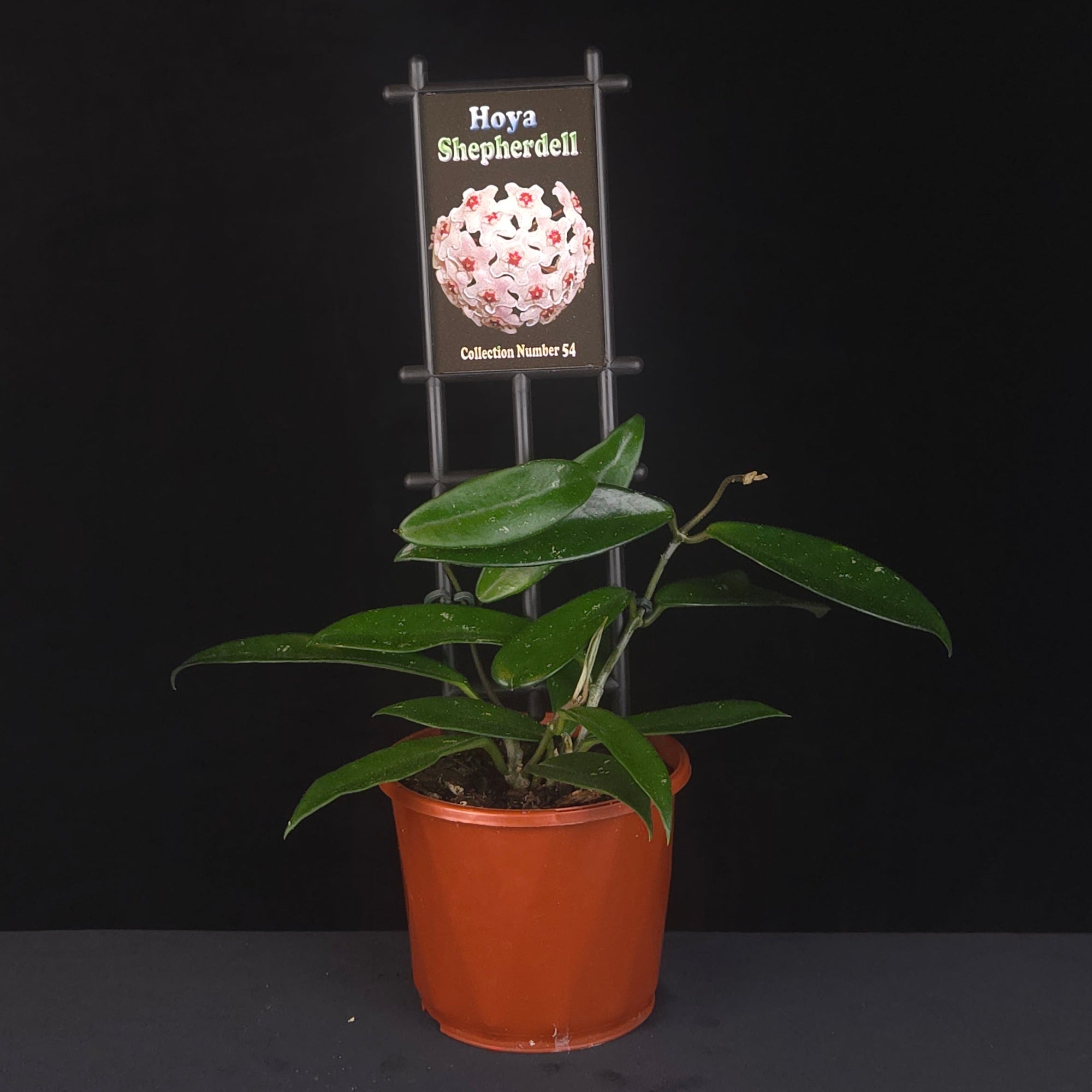 Hoya cv. Shepherdell H054 growing on support in nursery pot