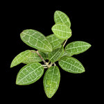 Hoya elliptica H219 with green leaves and prominent pale veins