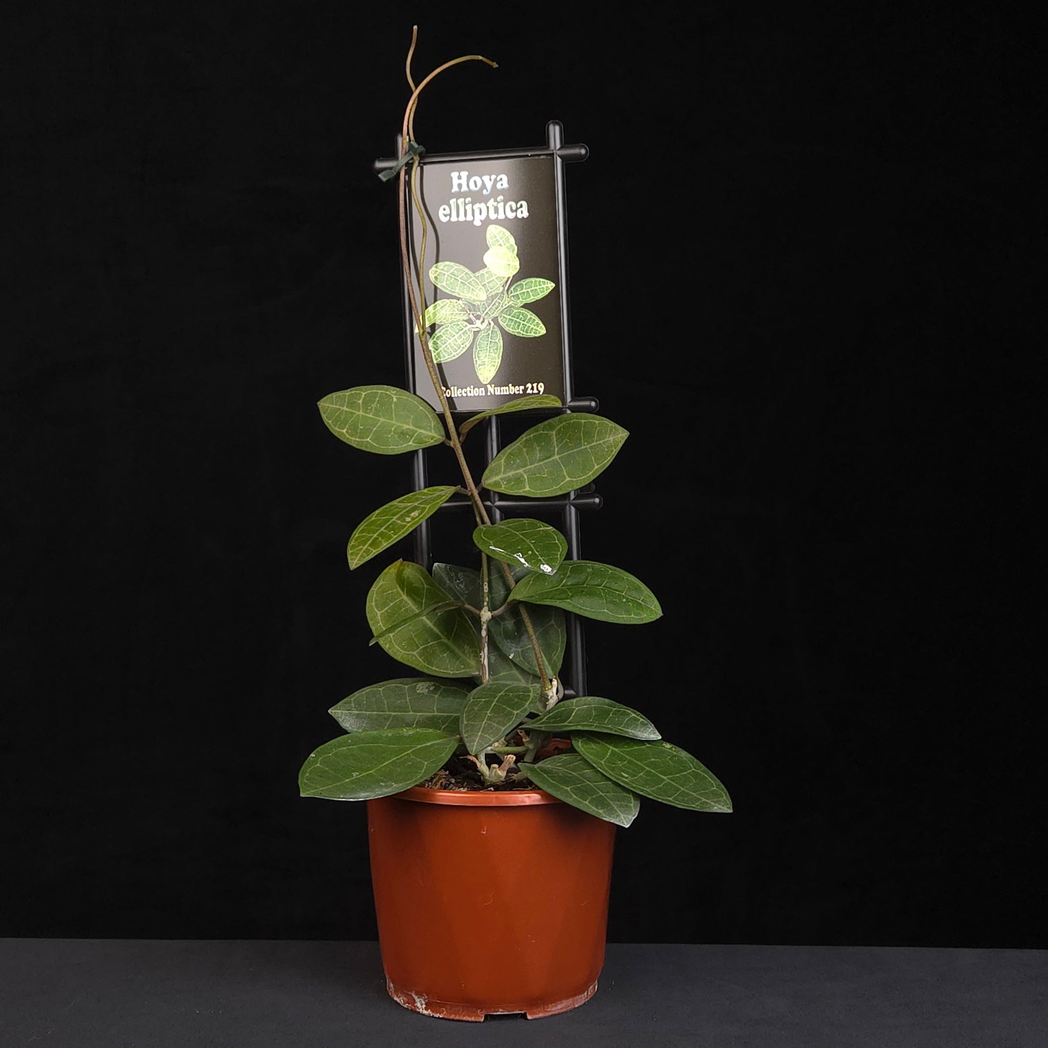 Hoya elliptica H219 growing on support in nursery pot