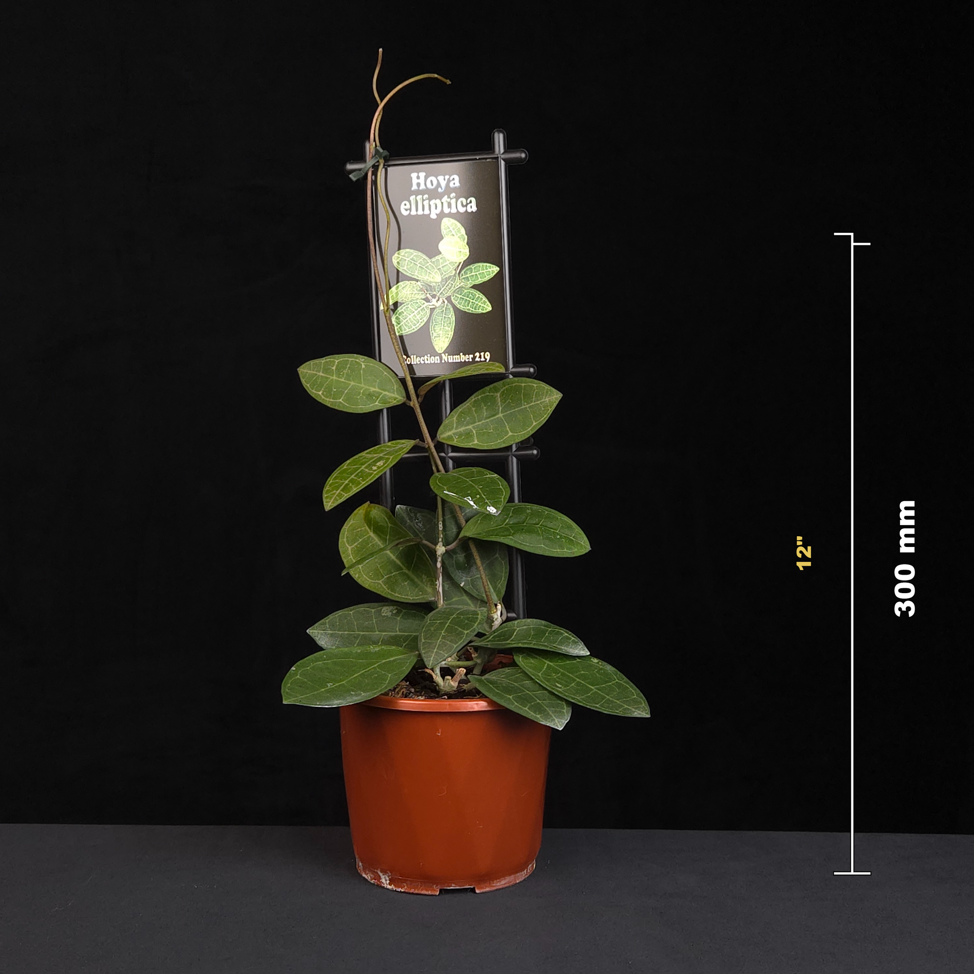 Hoya elliptica H219 potted plant shown with size reference