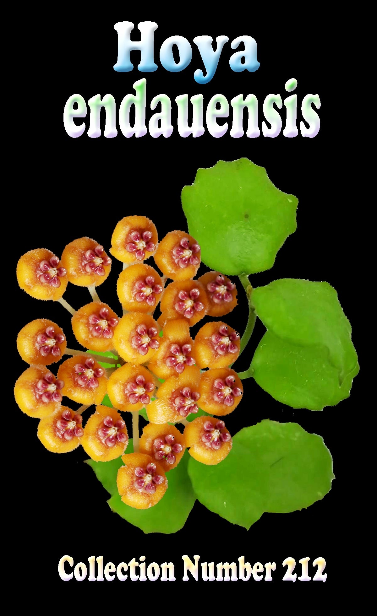 Hoya endauensis H212 feature image showing its yellow-orange flowers and green foliage.