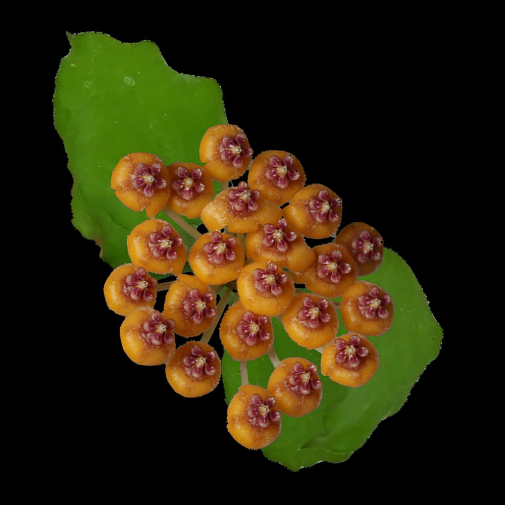 Yellow-orange flower cluster with deeper centres on Hoya endauensis H212.