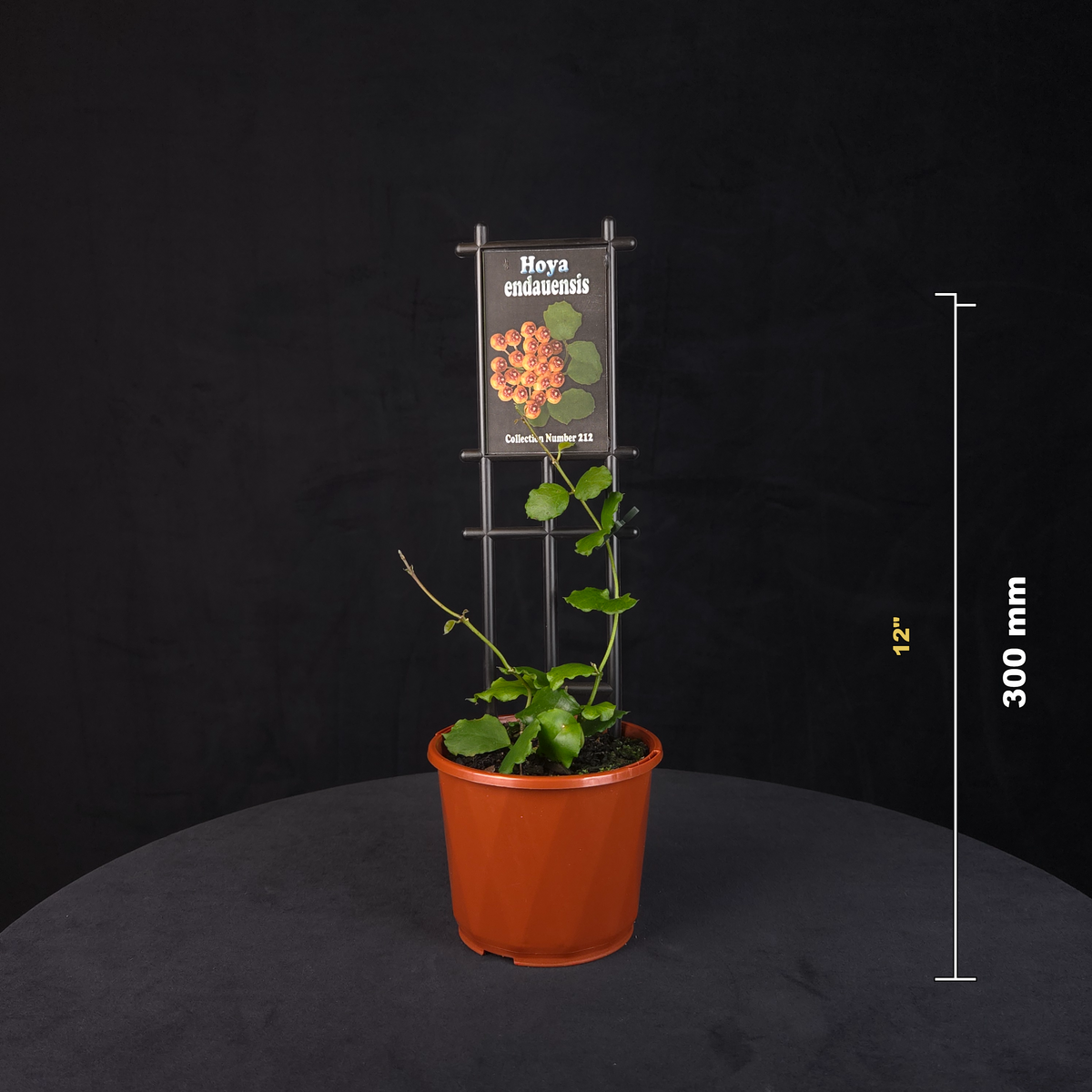 Hoya endauensis H212 potted plant shown with size reference.