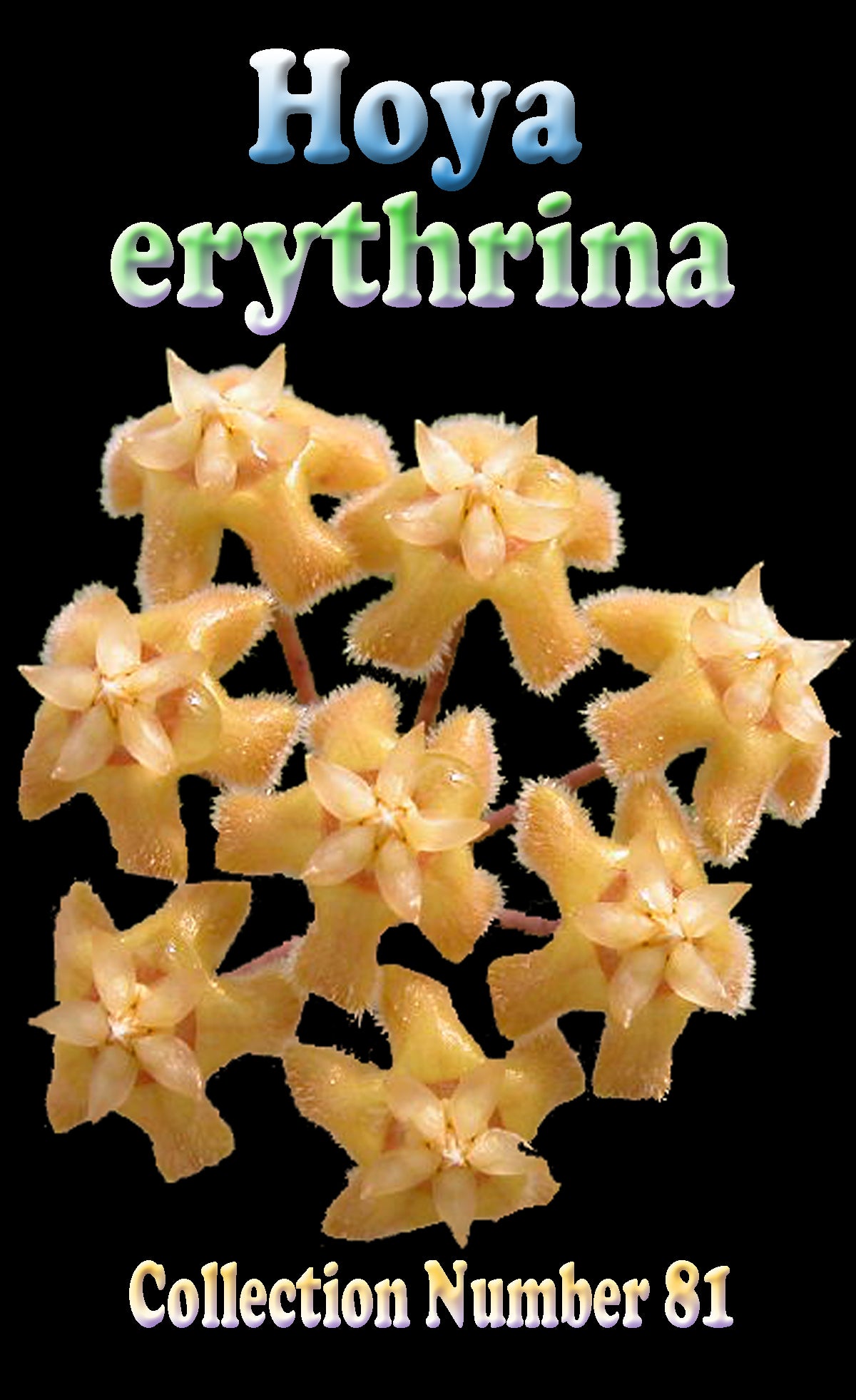 Hoya erythrina H081 feature image showing pale yellow-orange flowers
