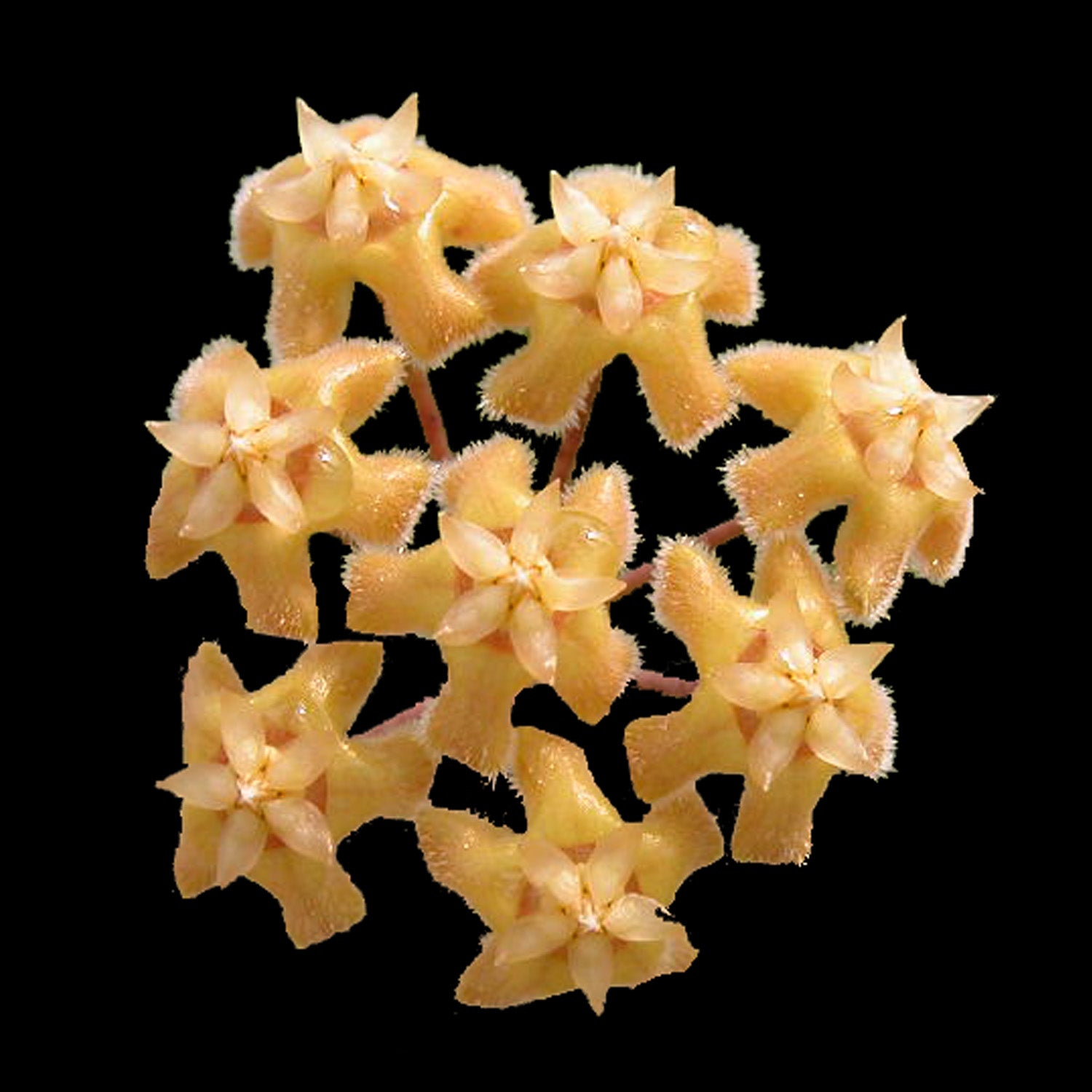 Hoya erythrina H081 cluster of pale yellow-orange star-shaped flowers