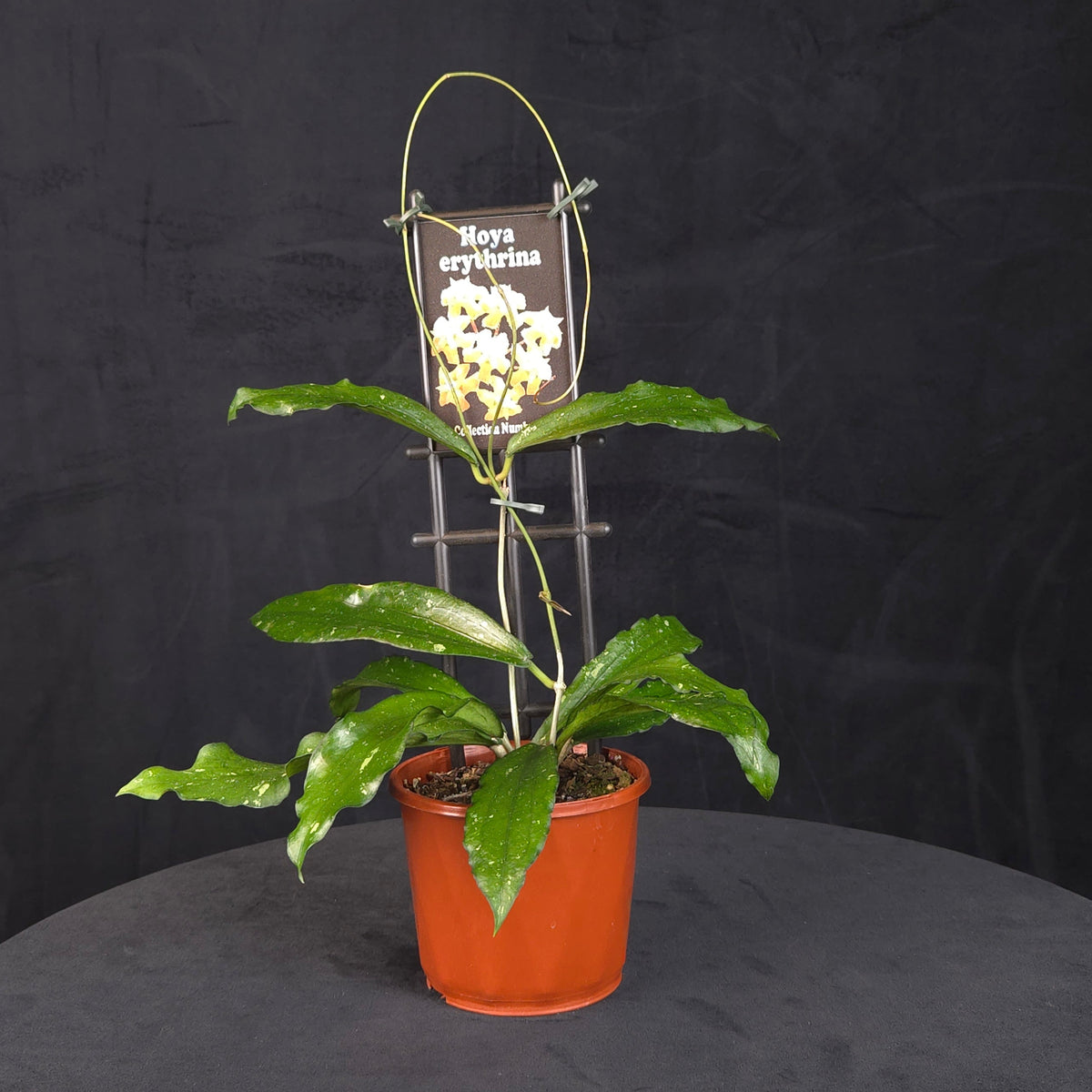 Hoya erythrina H081 with green foliage and a looped support in an orange pot