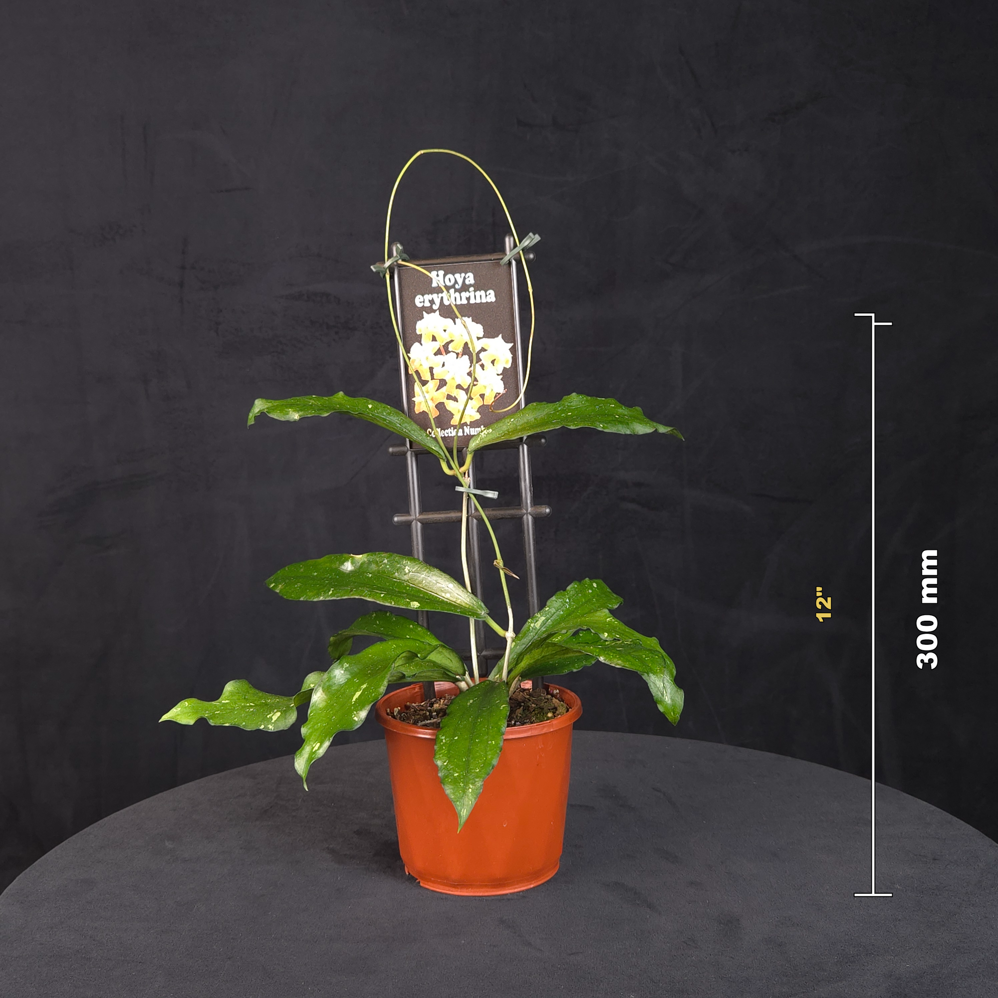 Hoya erythrina H081 potted plant shown with size reference
